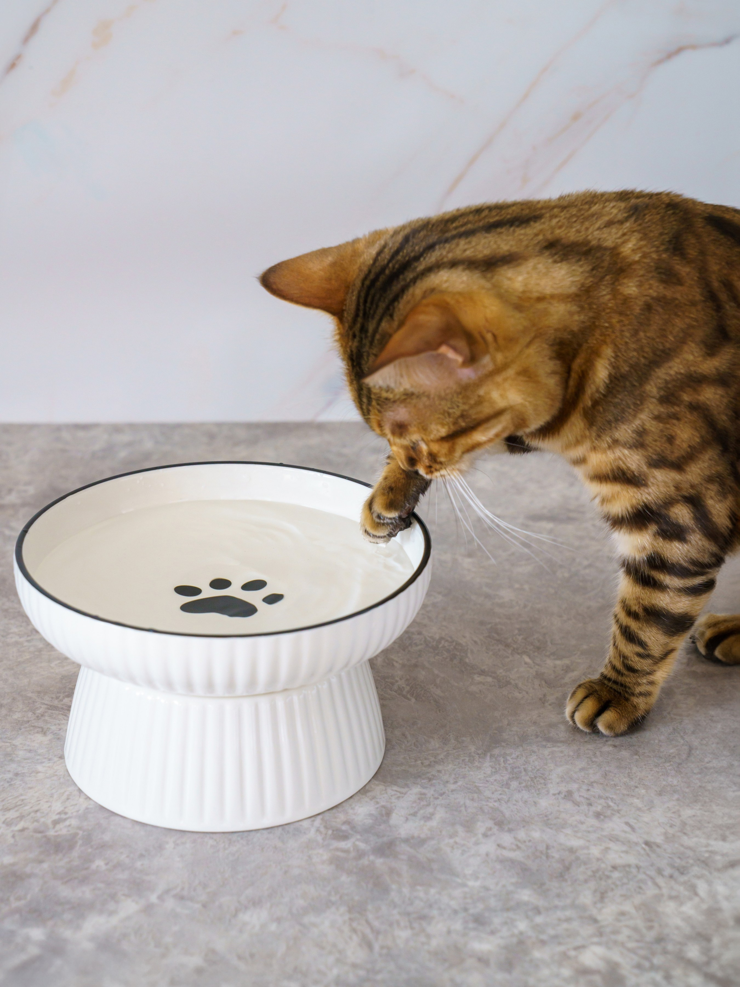 Съемки с животными. КЕД Студия-контент агентство полного цикла СПБ. Создаём фото, видео и контент, который помогает брендам и селлерам продавать больше