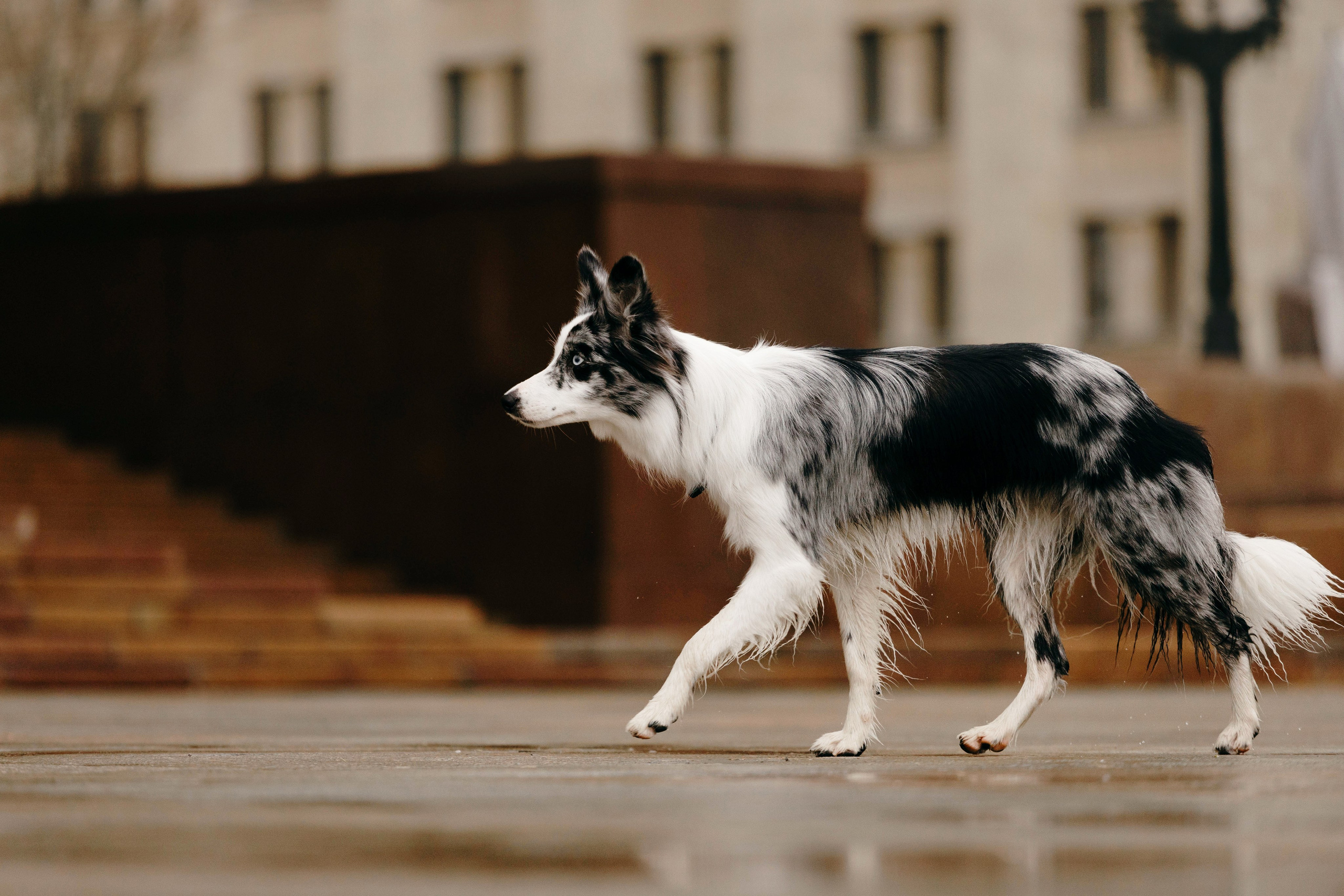 Москва / Настя и Рикотта. Фотограф Кузина Вера