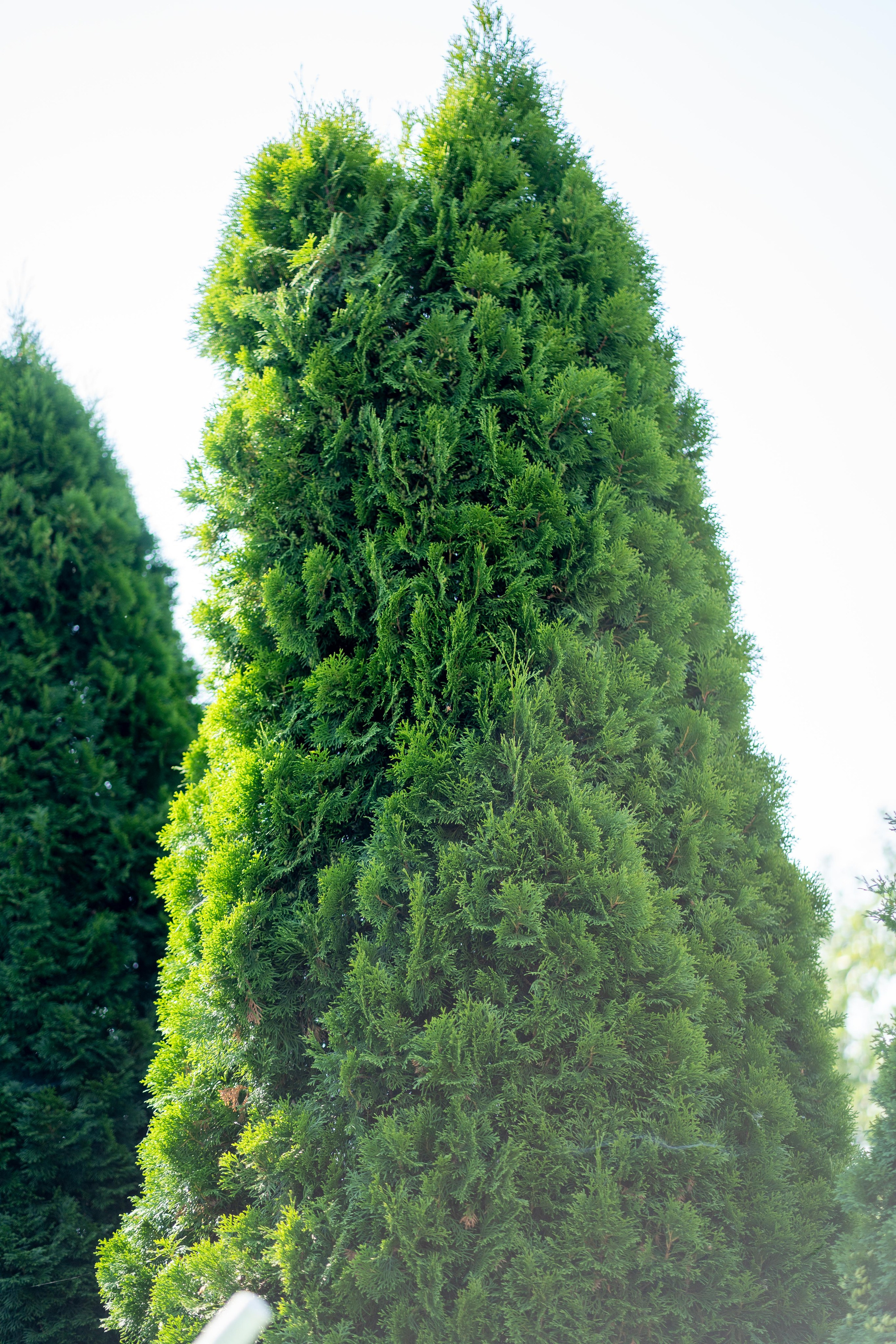 Сиделка на сутки. Румия