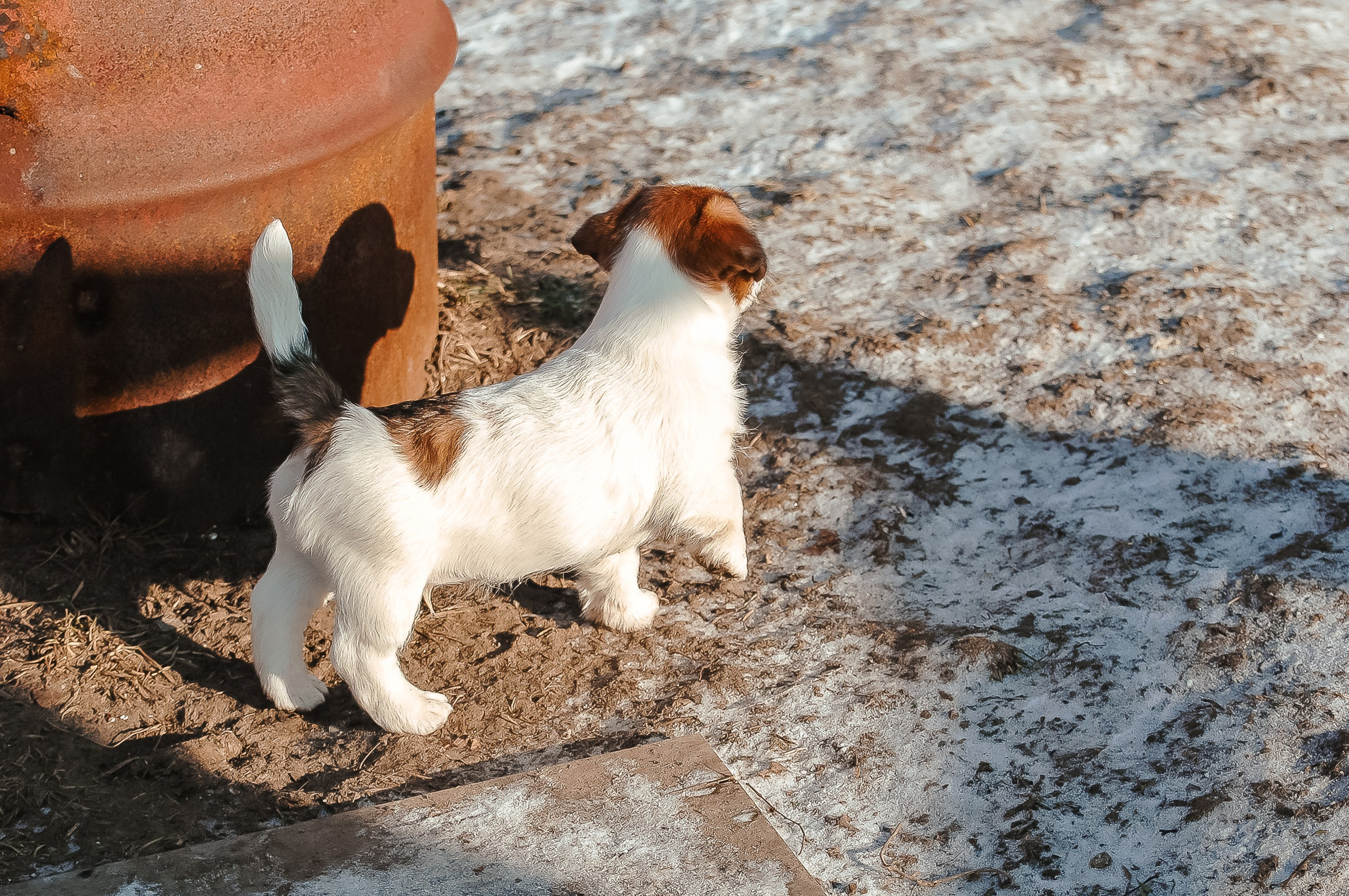 Мальчик 2. Кобель бело-рыжий. Джек рассел терьер щенок. КАНЕ МАЭСТРО — питомник Джек рассел терьеров