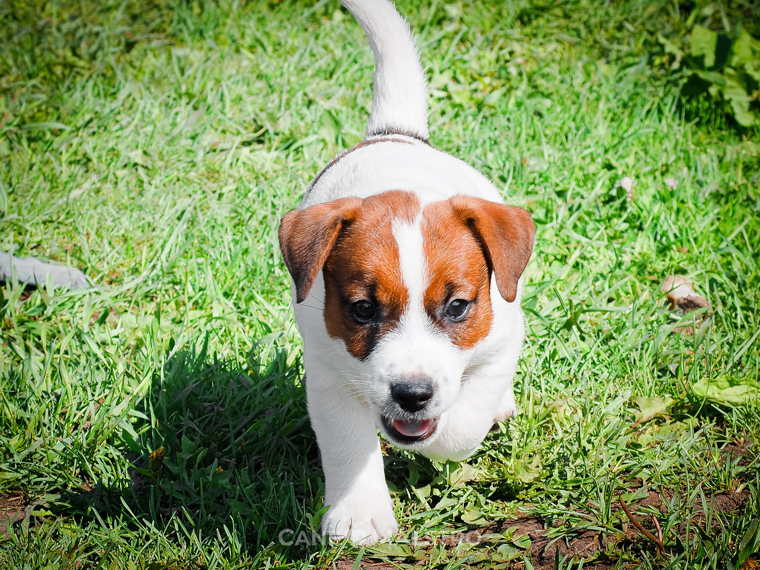 Ш_2_MALE_SHERY_BRANDY. CANE MAESTRO — kennel Jack Russell Terrier