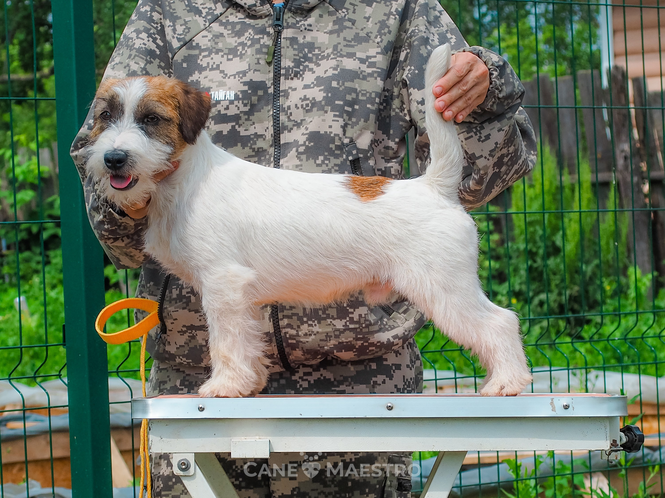 Кобель ХАН СОЛО. CANE MAESTRO — kennel Jack Russell Terrier