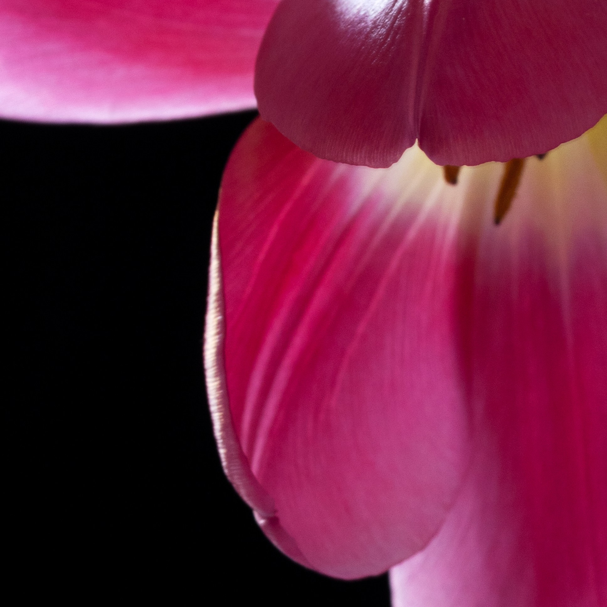 Last Petal. Author’s fine art prints with international delivery