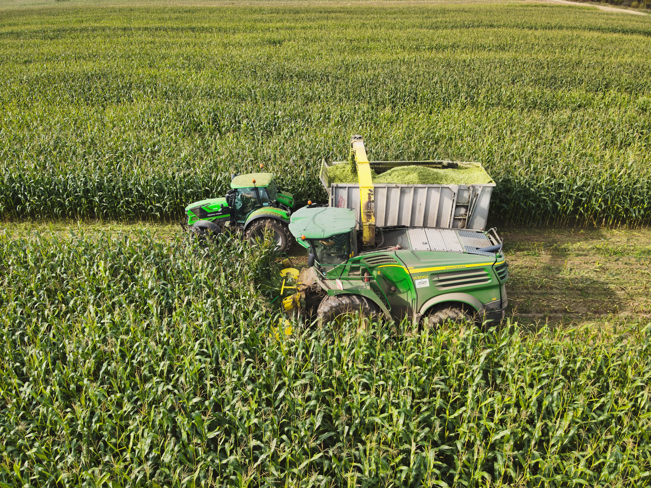 сбор кукурузы