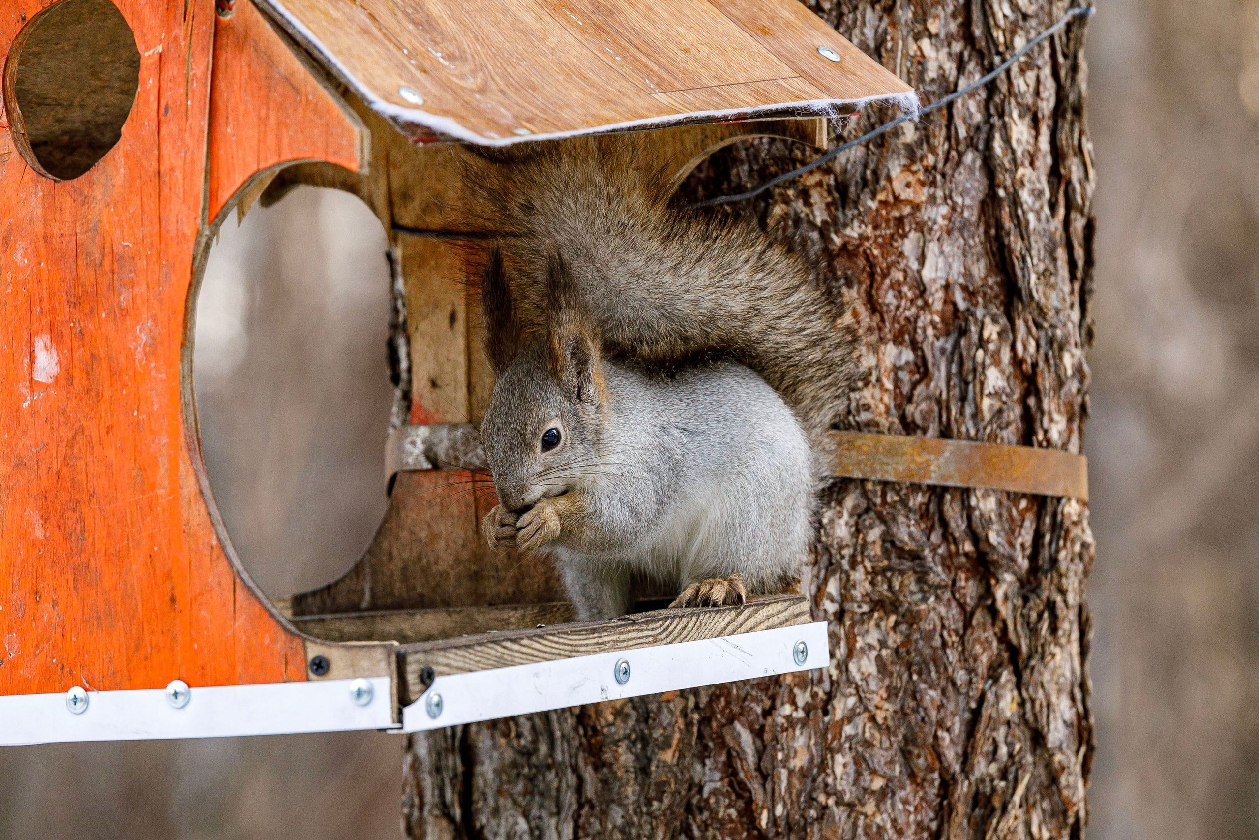 Белки / Squirrels. Фотограф Андрей Гузеев