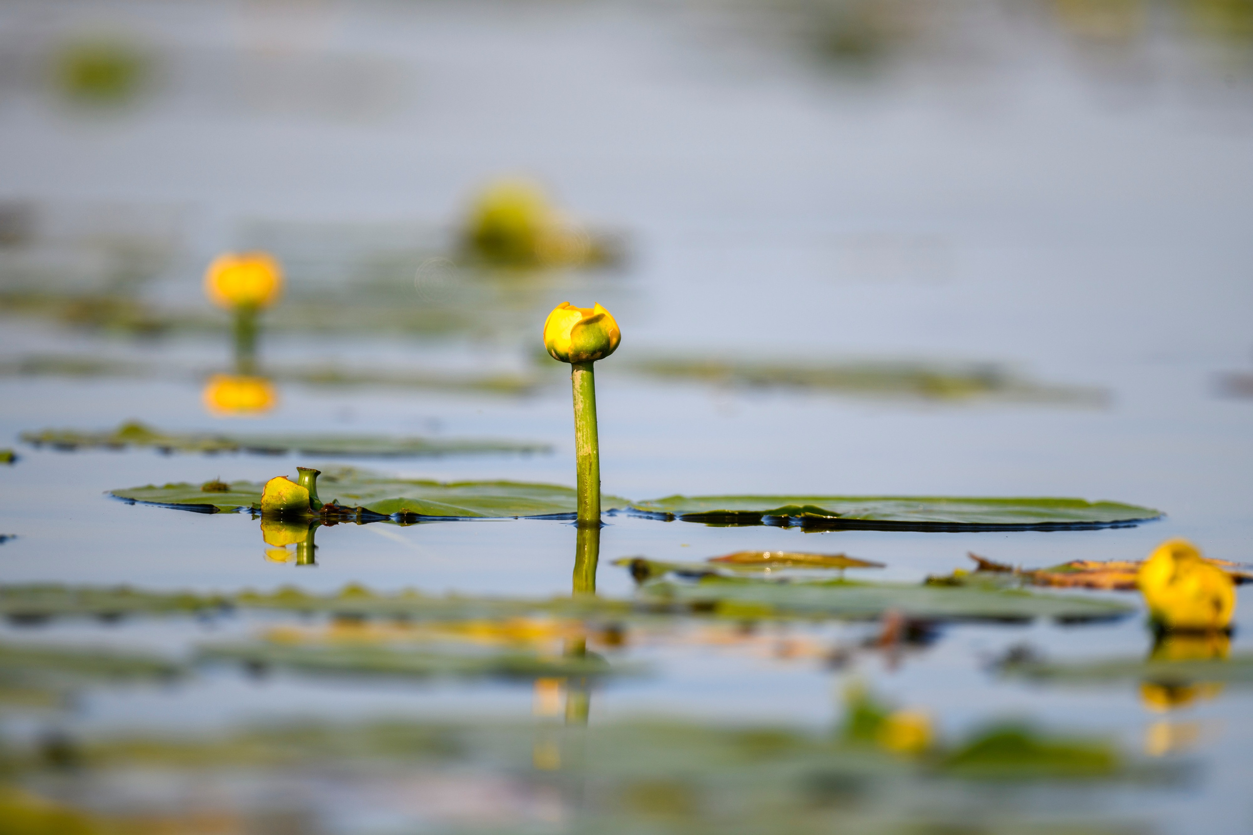 Переславль-Залесский. Wildlife photography by Sergey Puponin
