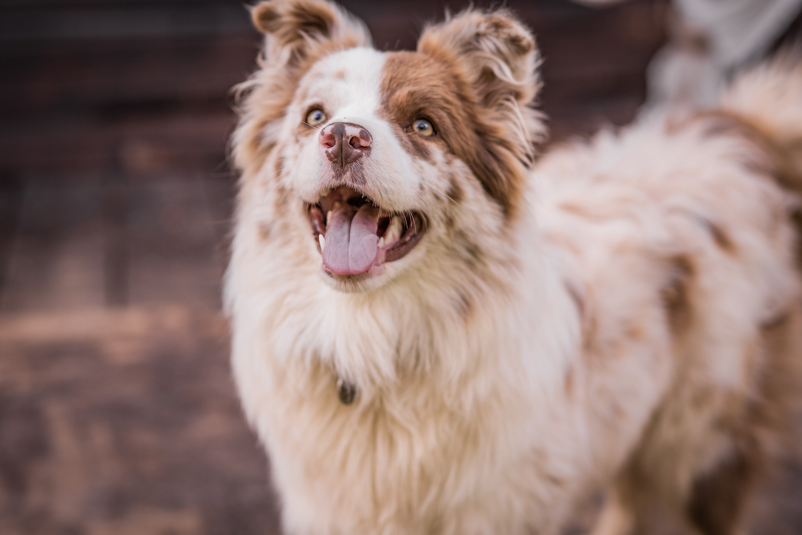 Фритсвит. Семейный фотограф Ефремова Виктория