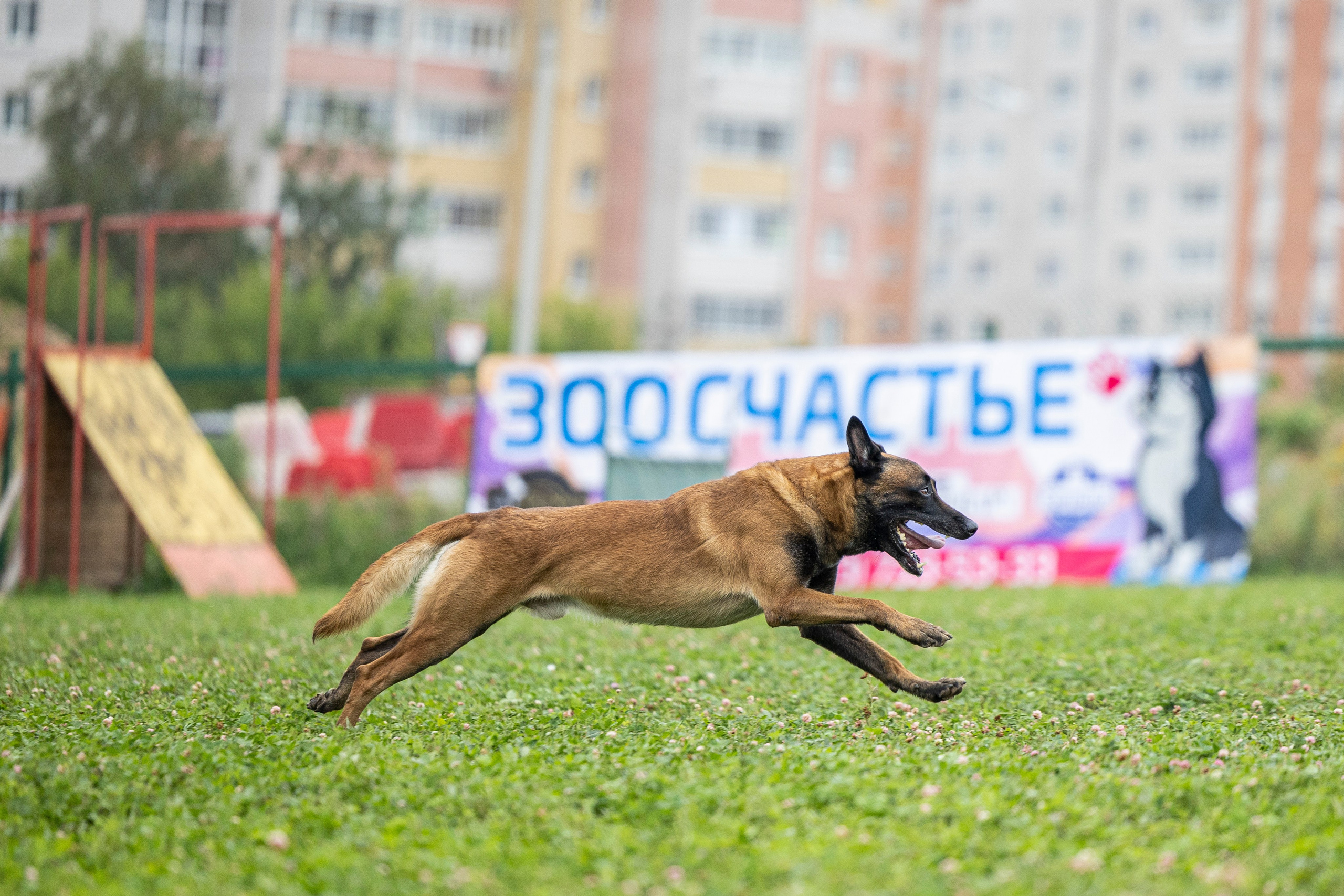 Соревнования по Мондьорингу г. Вологда 10-11.08.2024. Фотограф-анималист Анна Маринич