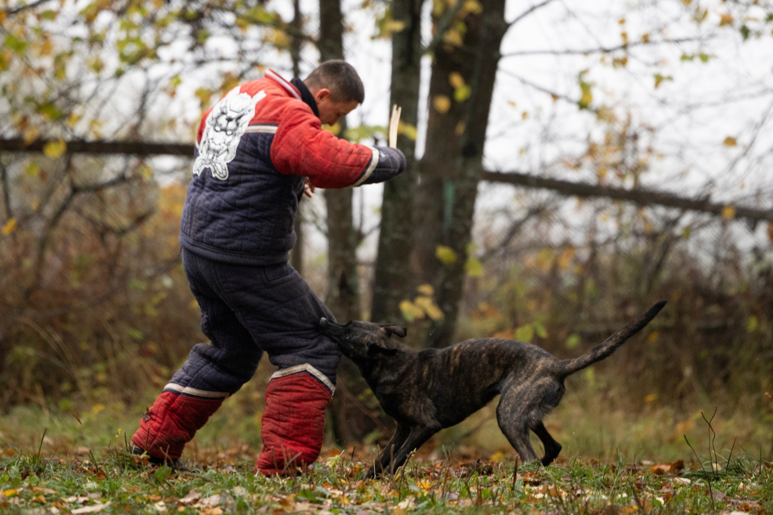 Соревнования по Мондьорингу г. Вологда. Фотограф-анималист Анна Маринич