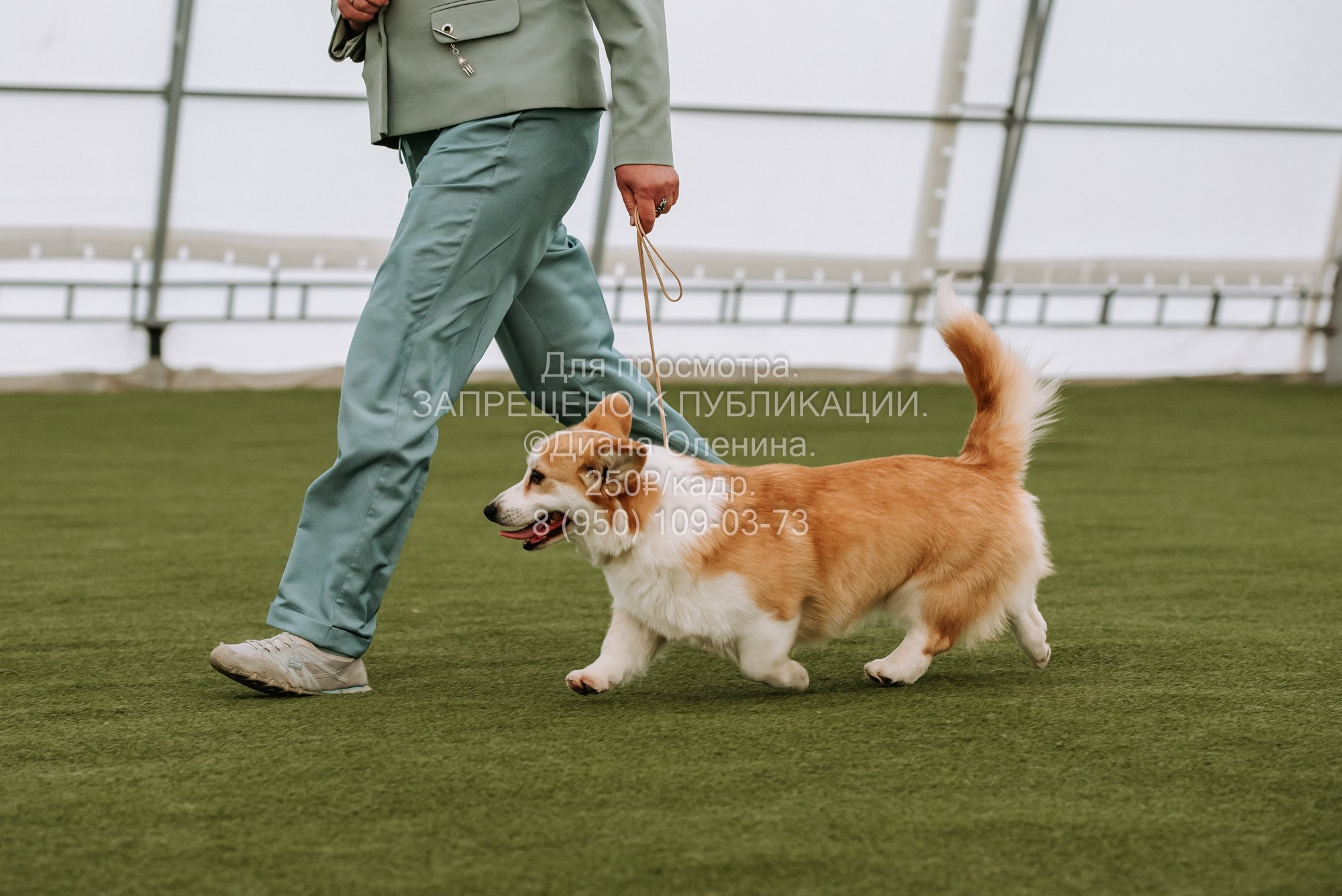 Выставка собак Красноярск 2.06. Фотограф Диана Оленина Красноярск / Братск