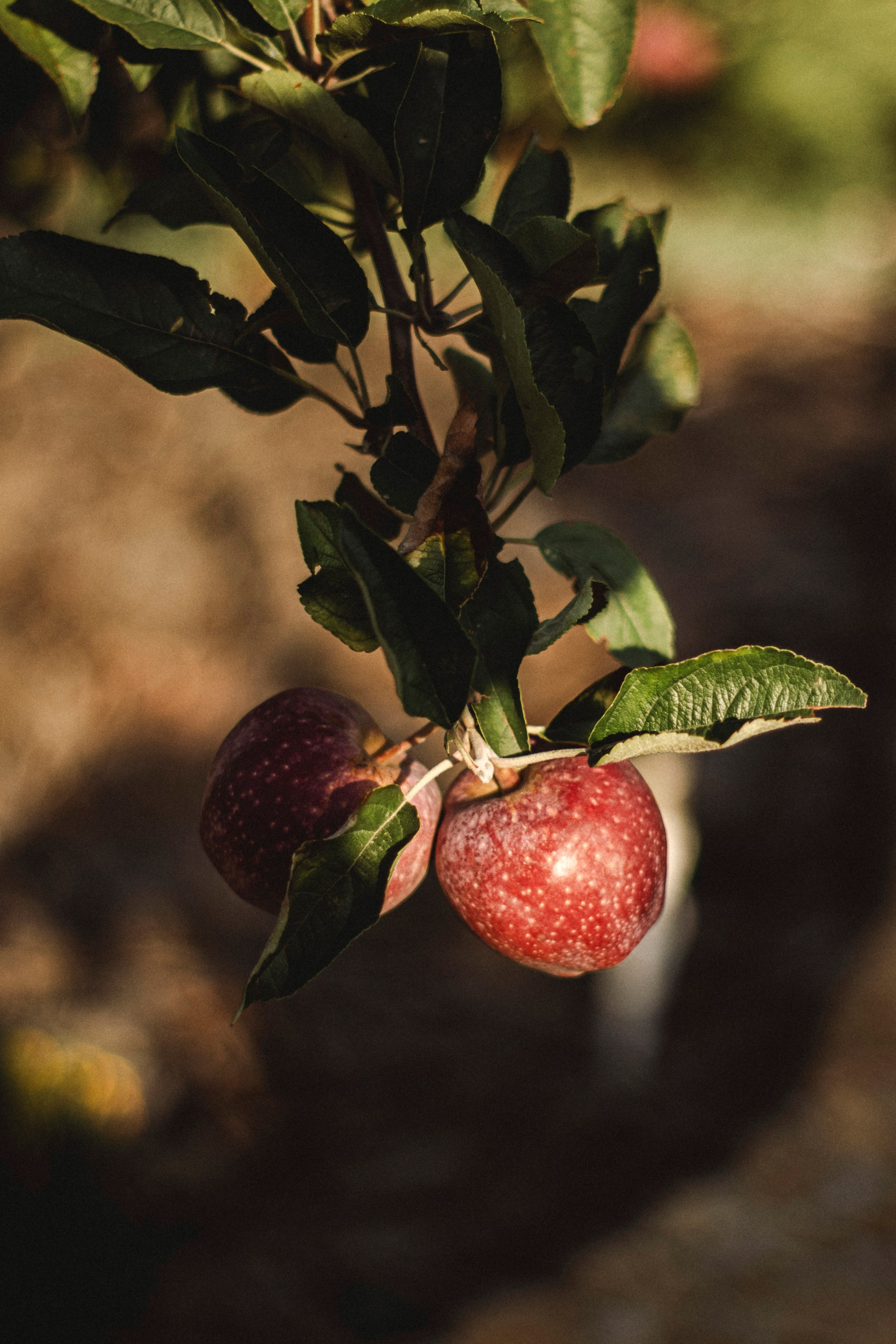 Уличная фотосессия винодельня. Я — фотограф, который помогает запечатлеть самые важные моменты вашей жизни!