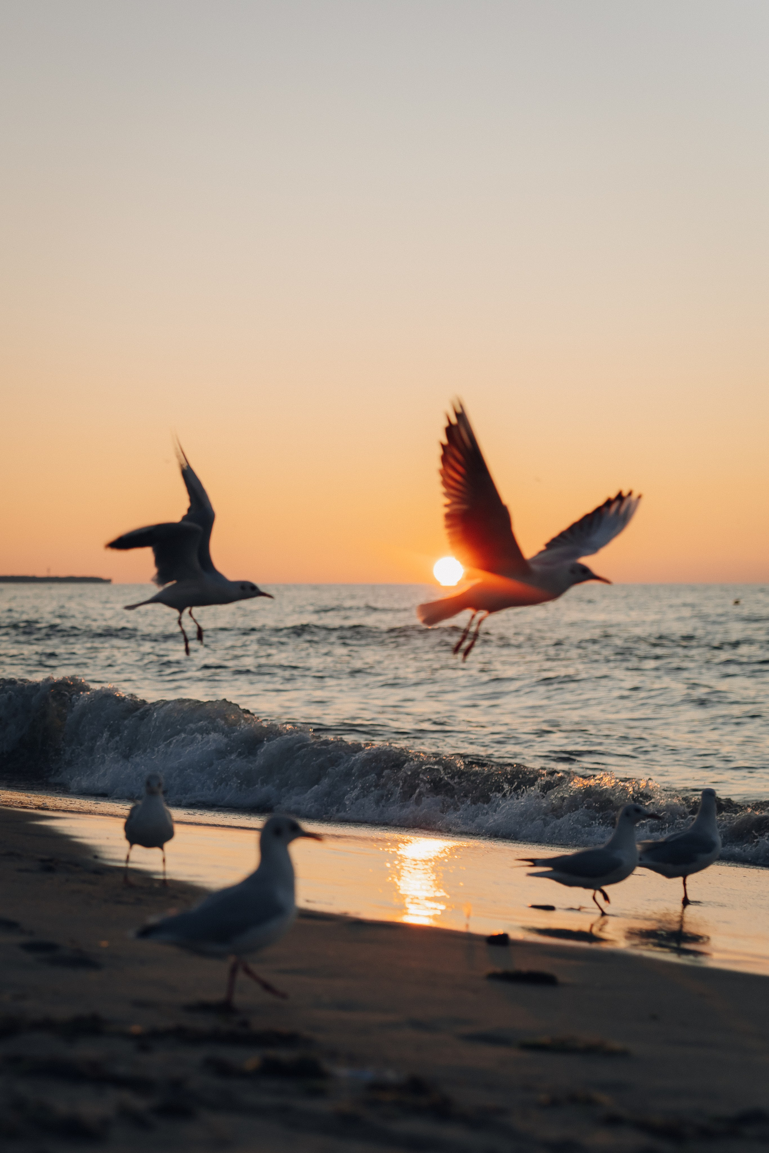 Дарья и Александр. Фотограф Зеленоградск Красильникова Елена