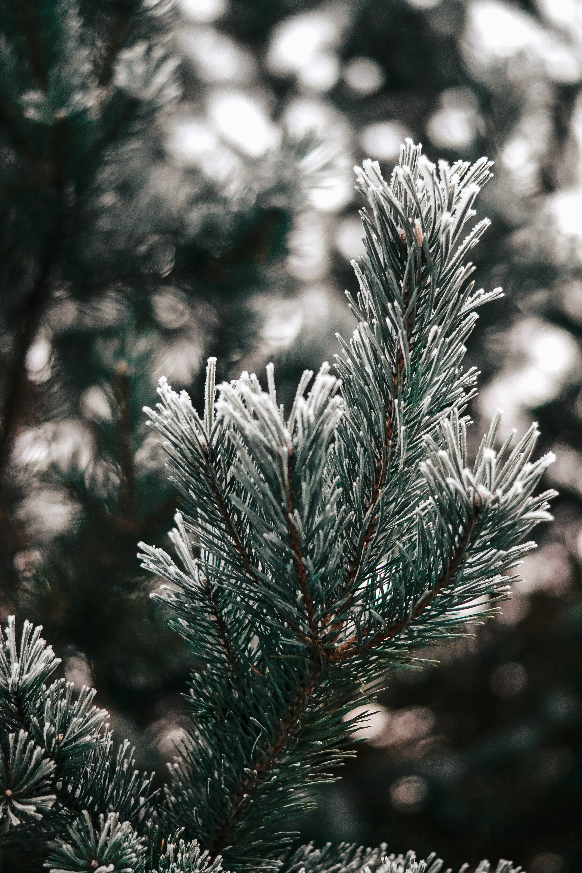 Wallpapers. Фотограф Казань