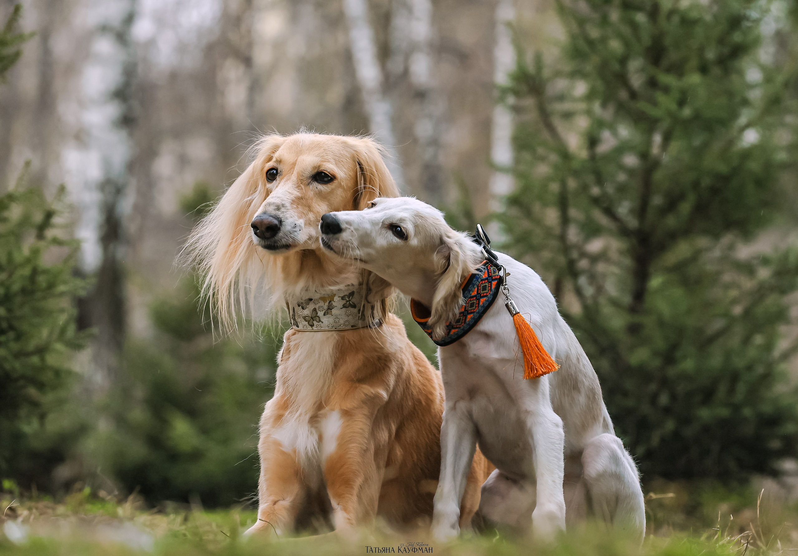 Салюки, фотография салюки, красивая собака, фотограф анималист, фотокурс Анималистика, научиться фотографировать собак, фотограф Новосибирск
