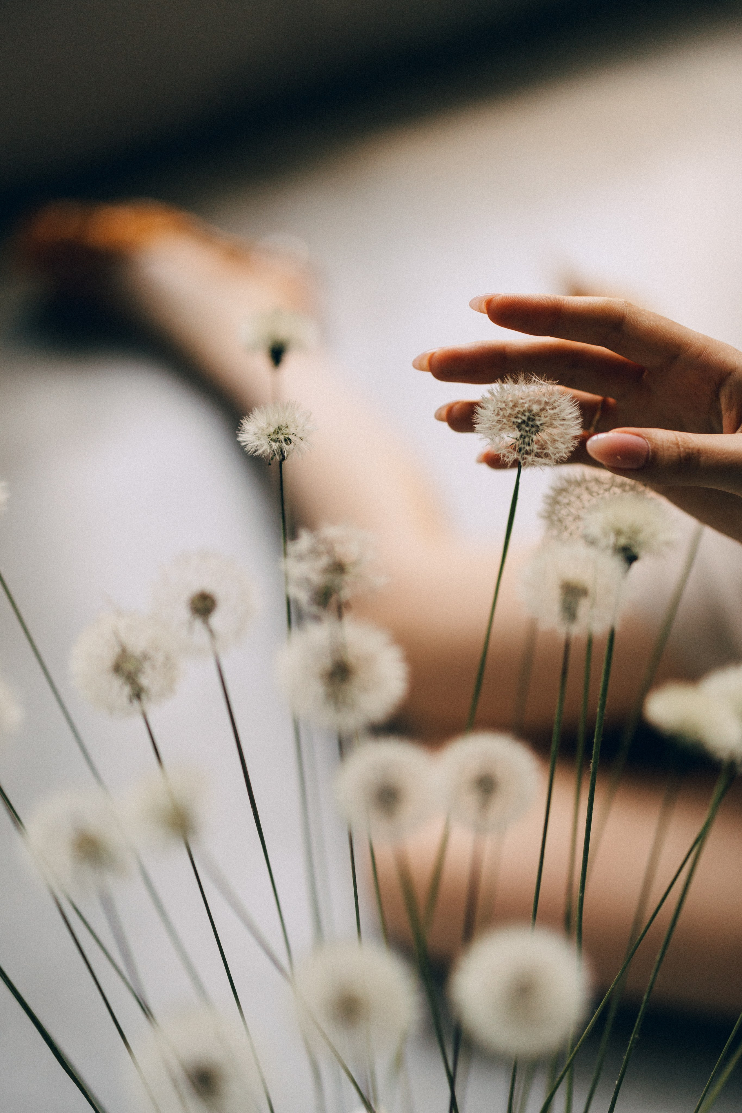 Dandelions. Daria Chigintseva Photographer