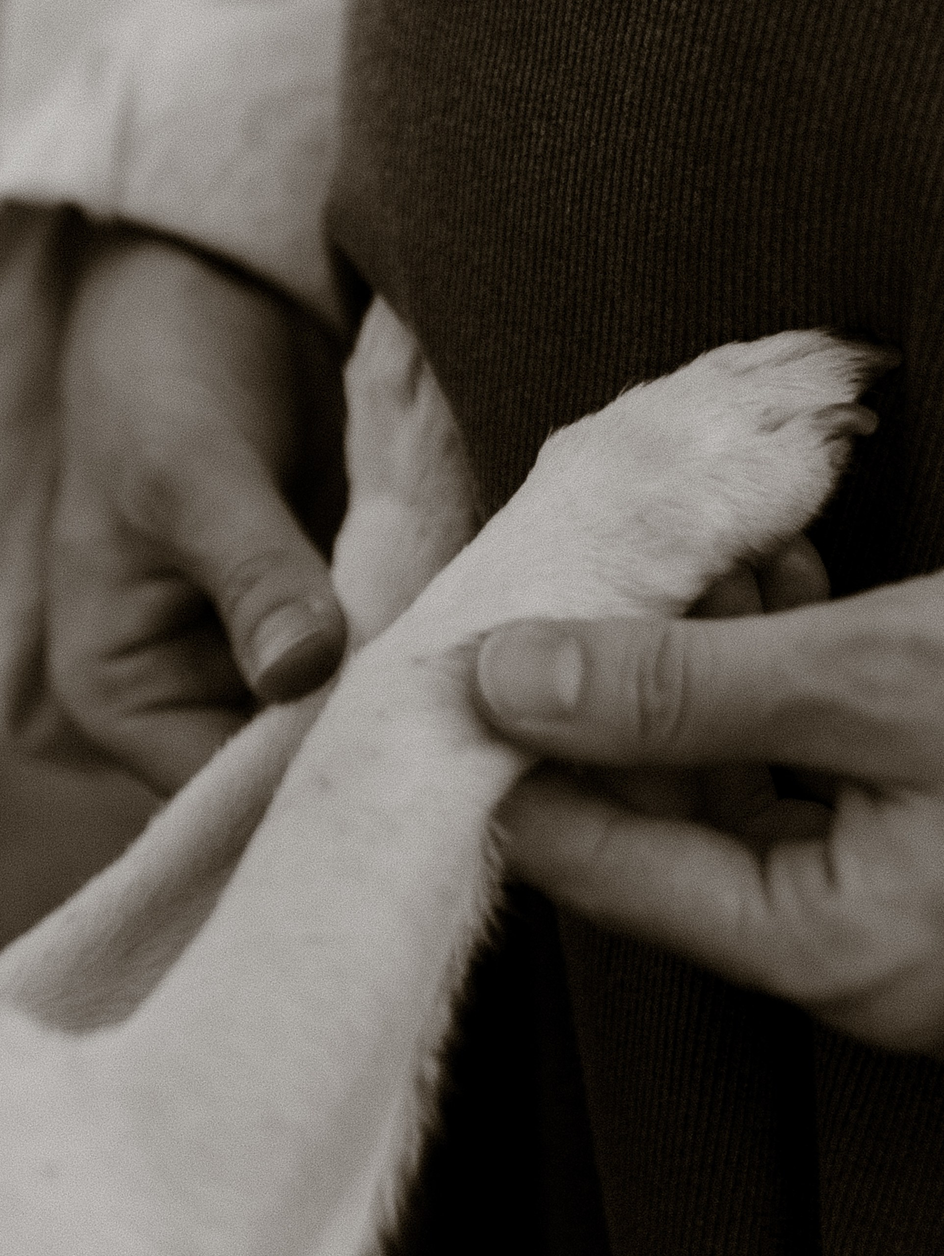 ♡. Фотограф во Владимире, Москве и Суздале-Виктория Чистякова