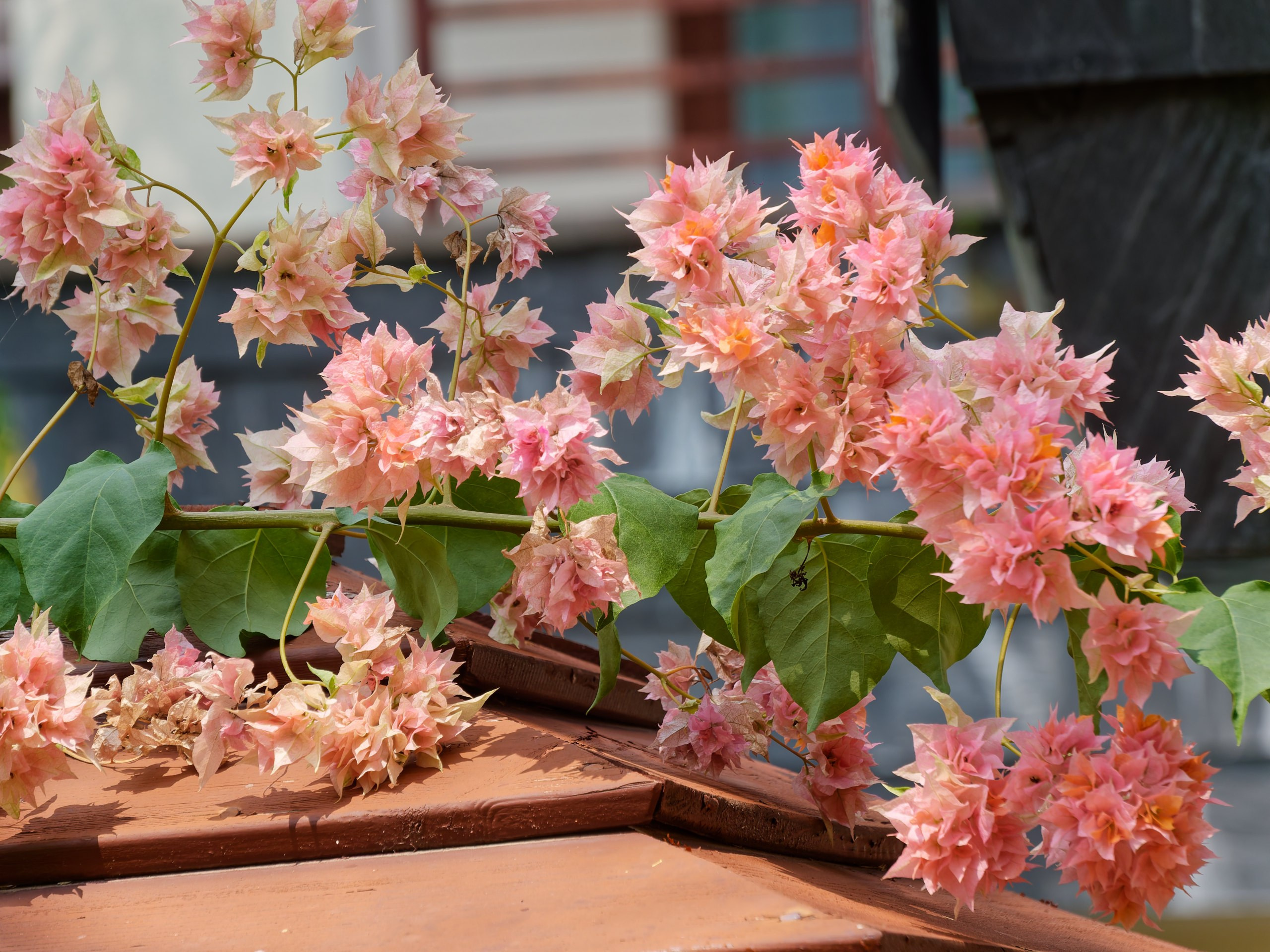 Хайнань 2026, флора, цветы и деревья. Фотопрогулки по Миру