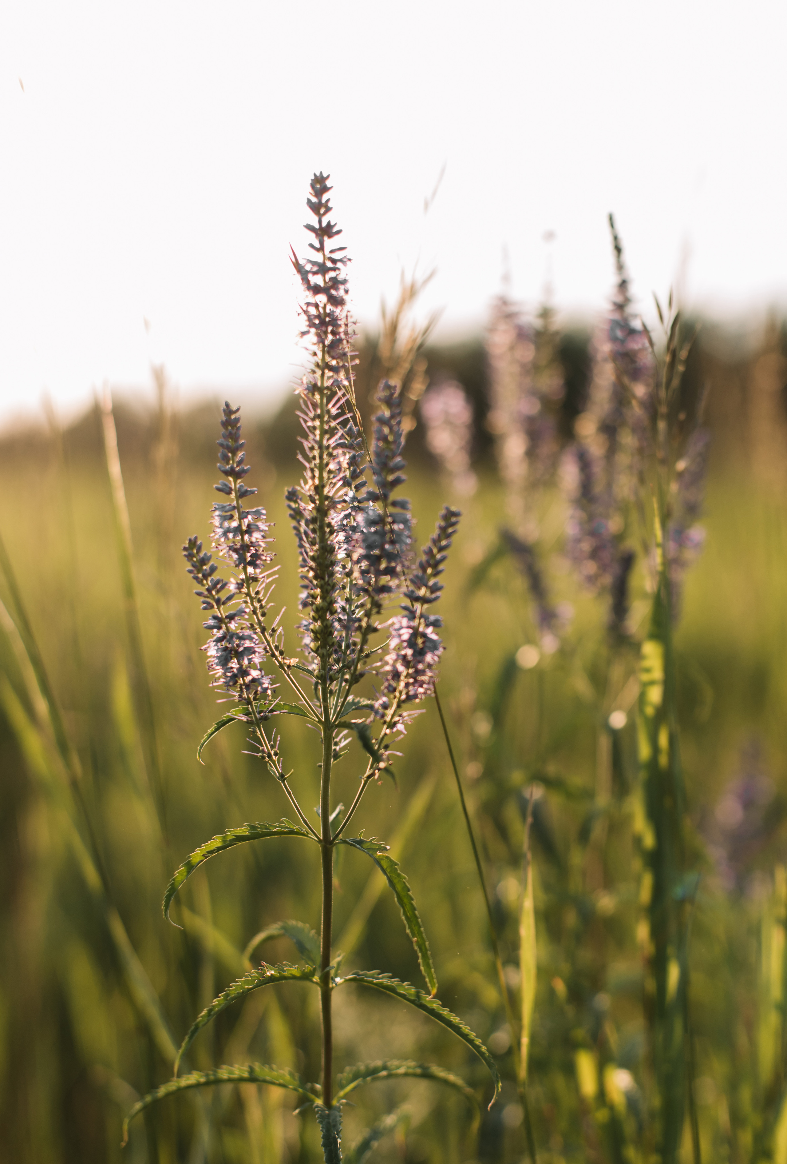 Владимир и Елена. Свадебный и портретный фотограф в Миассе Филиппенко Дарья