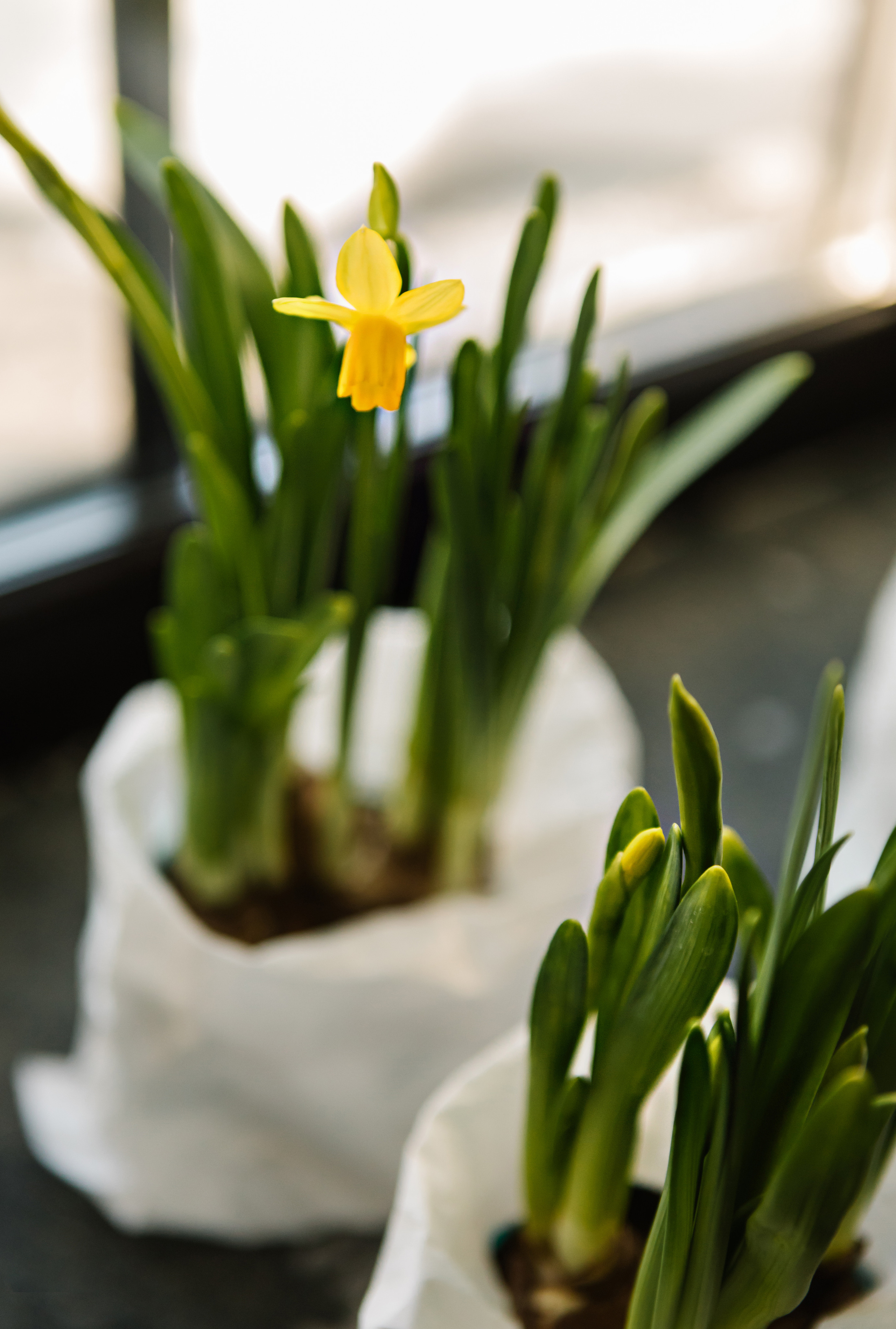 Алексей и Ольга. Свадебный и портретный фотограф в Миассе Филиппенко Дарья