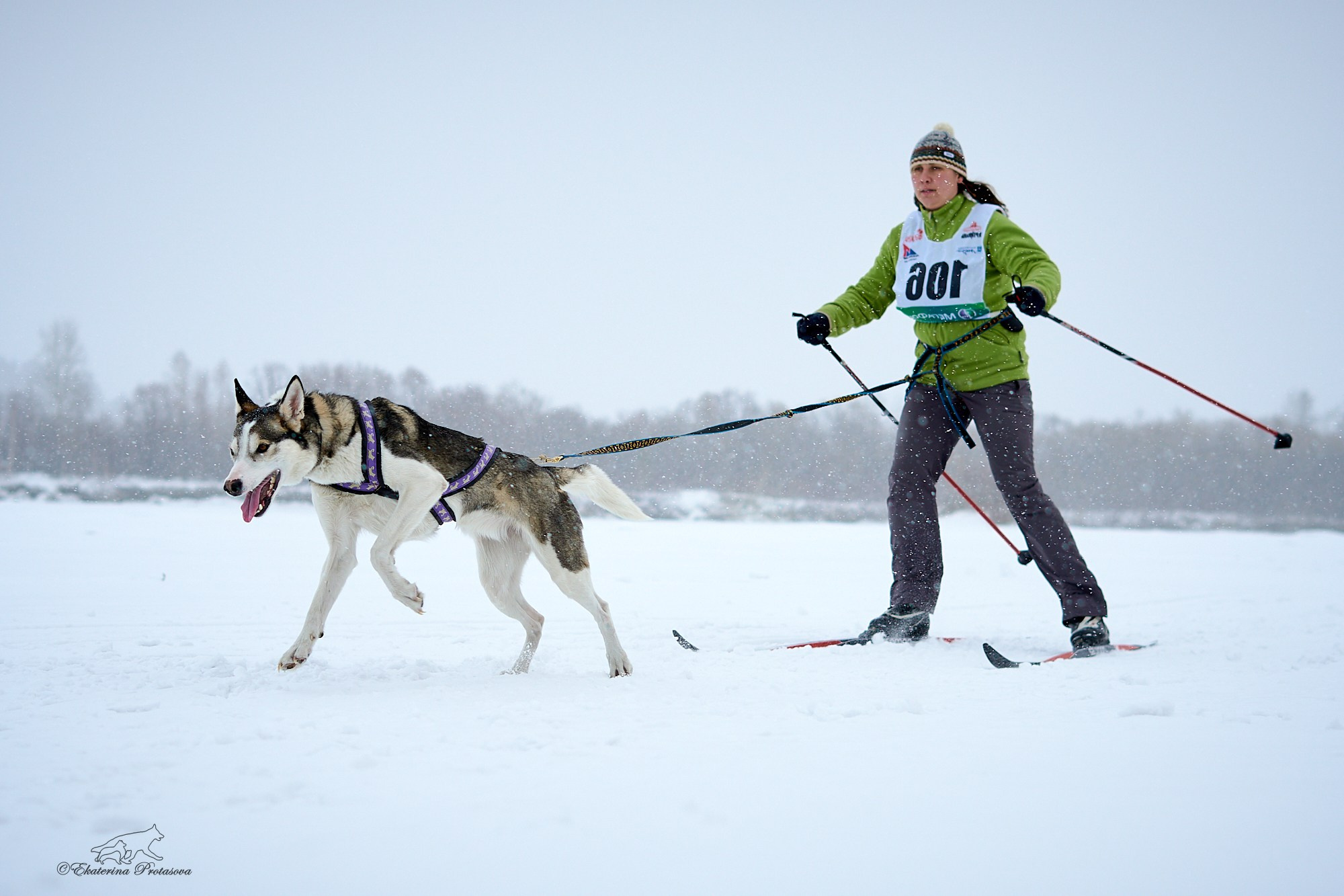 Соревнования по скиджорингу. Фотограф-анималист в Иркутске