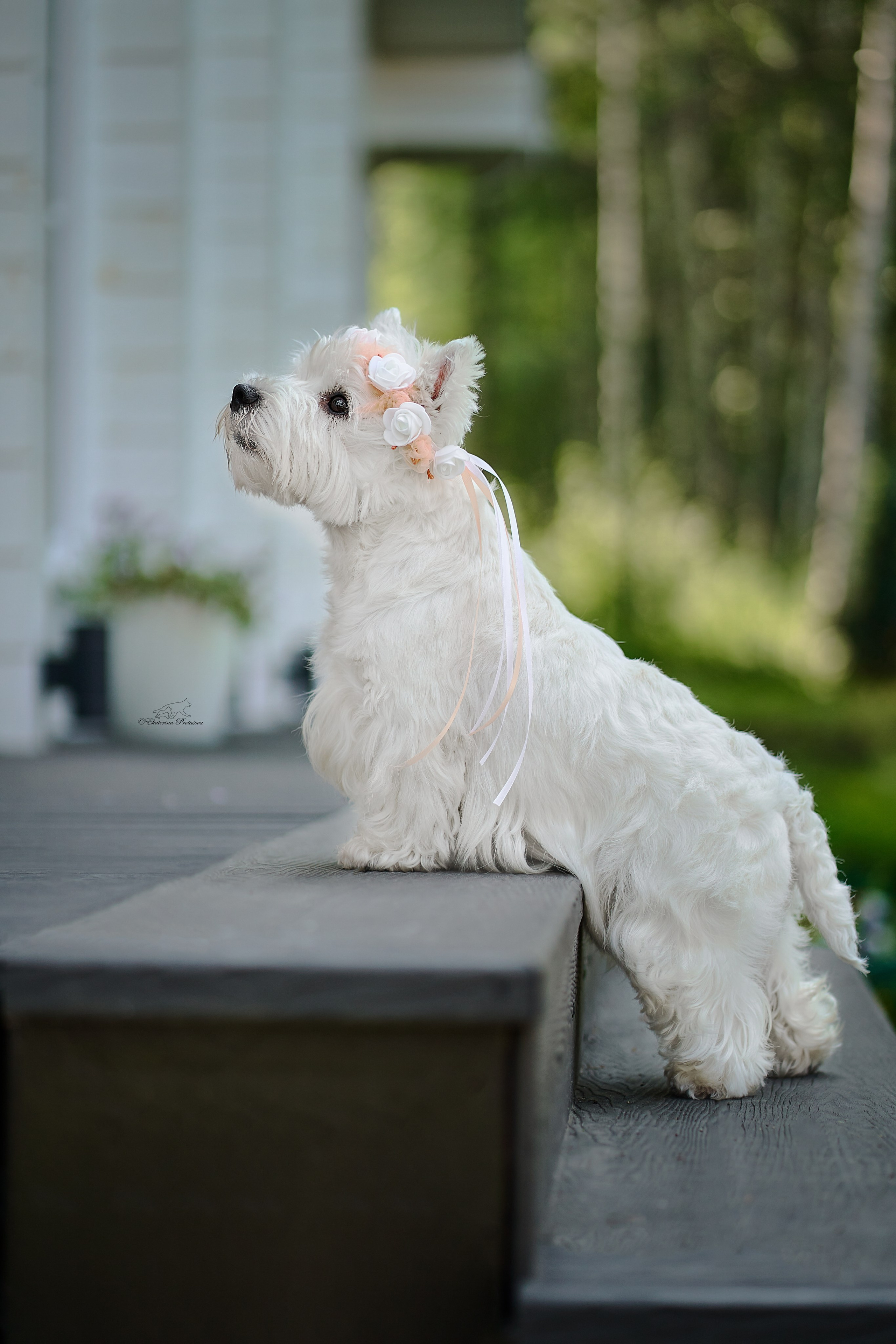 Екатерина и ее вестики. Фотограф-анималист в Иркутске