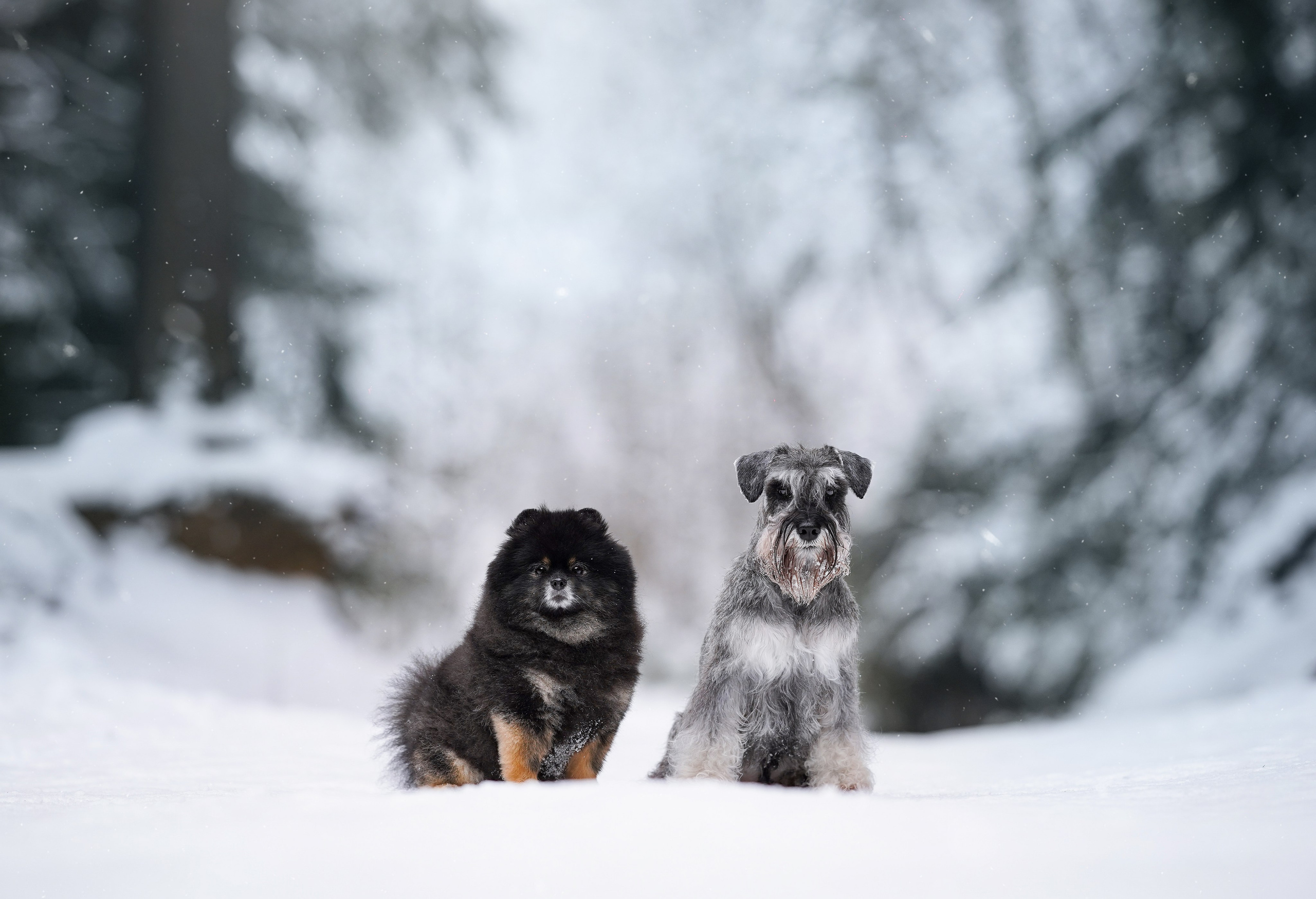 Бенчи и Арчи. Фотограф-анималист в Санкт-Петербурге Яна Мартынова