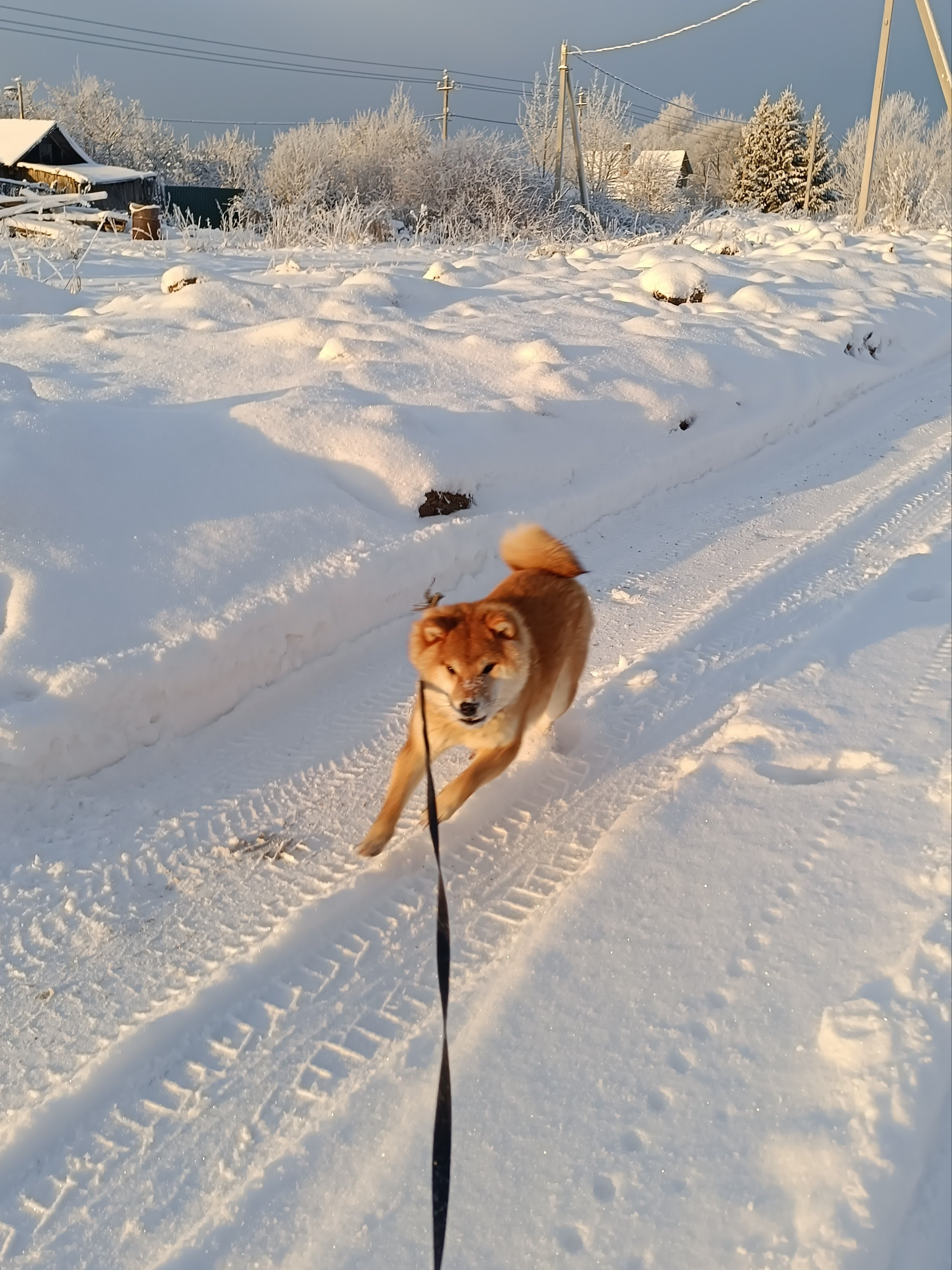  Сиба Rubylight Uslada * Аэлита питомник Рубилайт