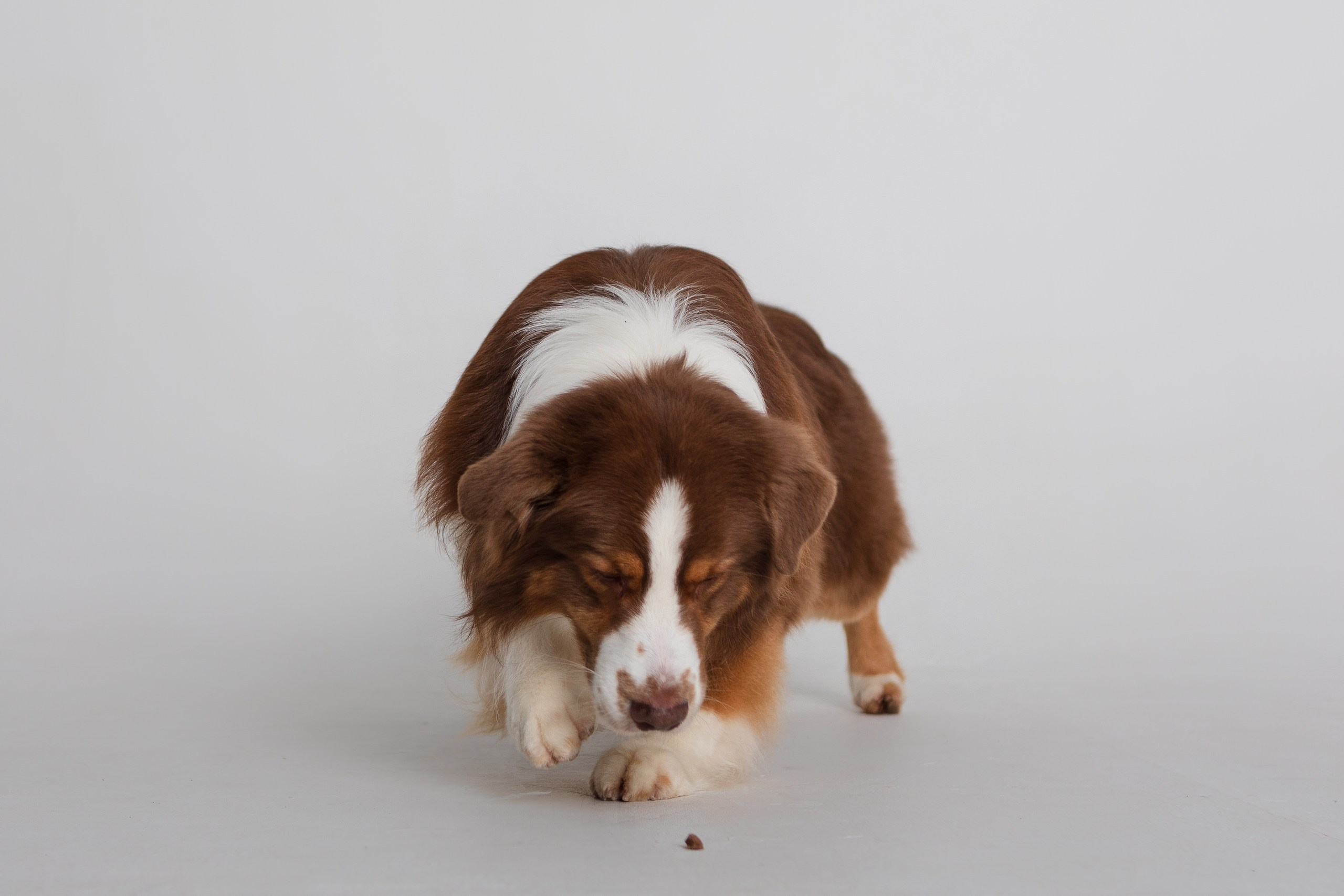 Аусси Браавос. Студия. Фотограф анималист Кузнецова Анна Нижний Новгород