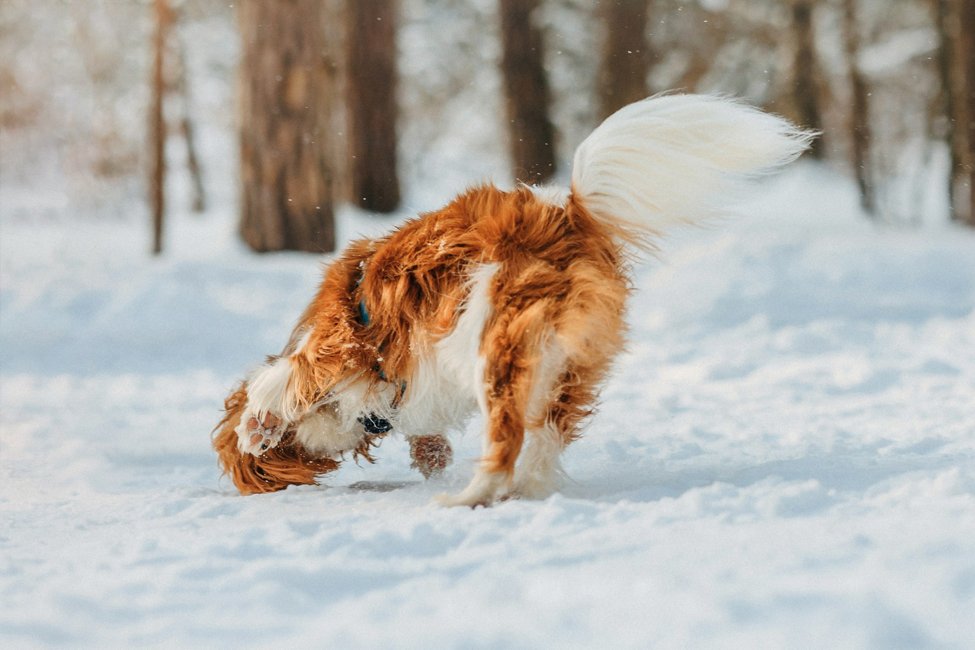 Юля, Илья и Майкл. Фотограф-анималист Елена Радченко, Москва