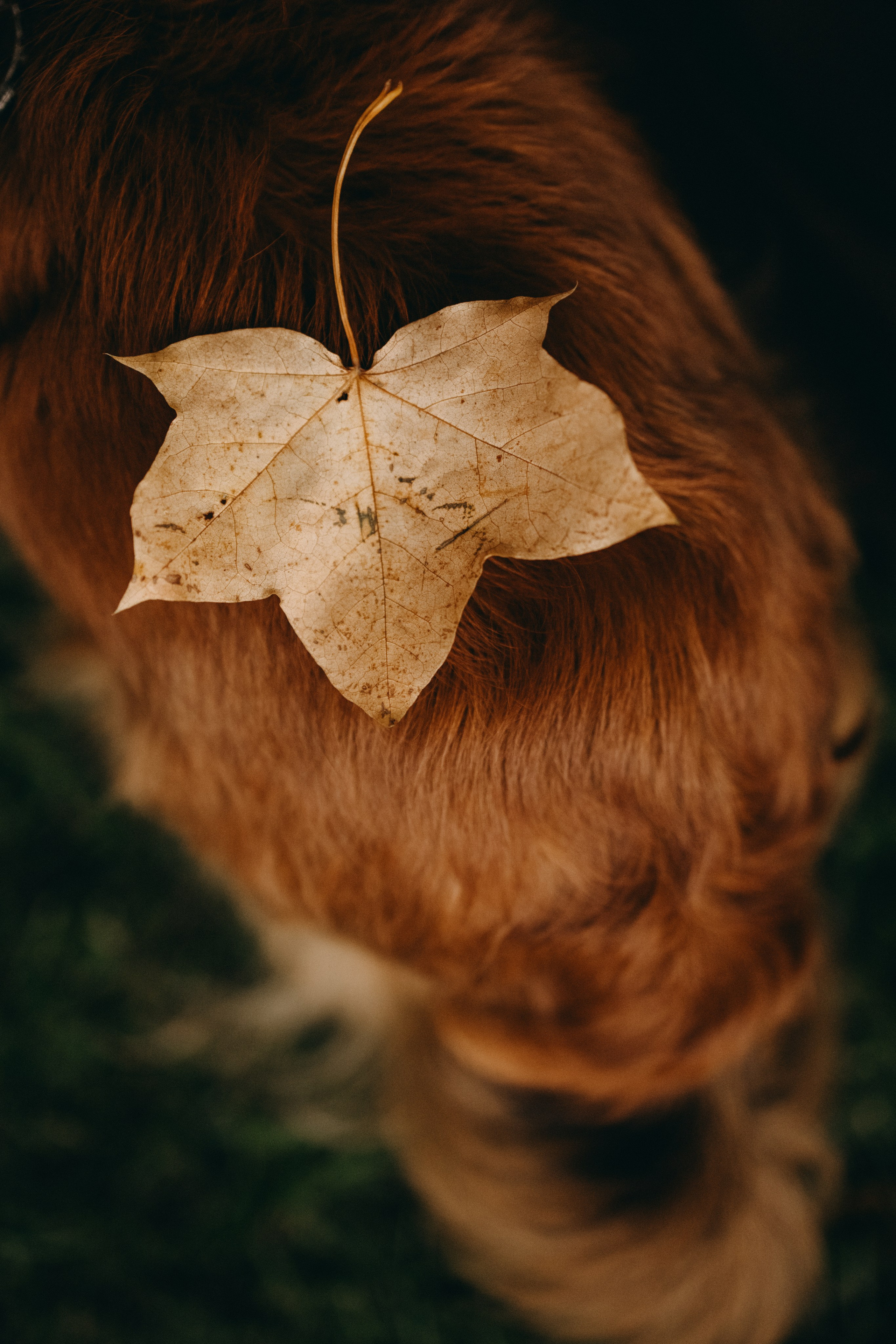 Пресеты. Фотограф — Анималист | Санкт-Петербург