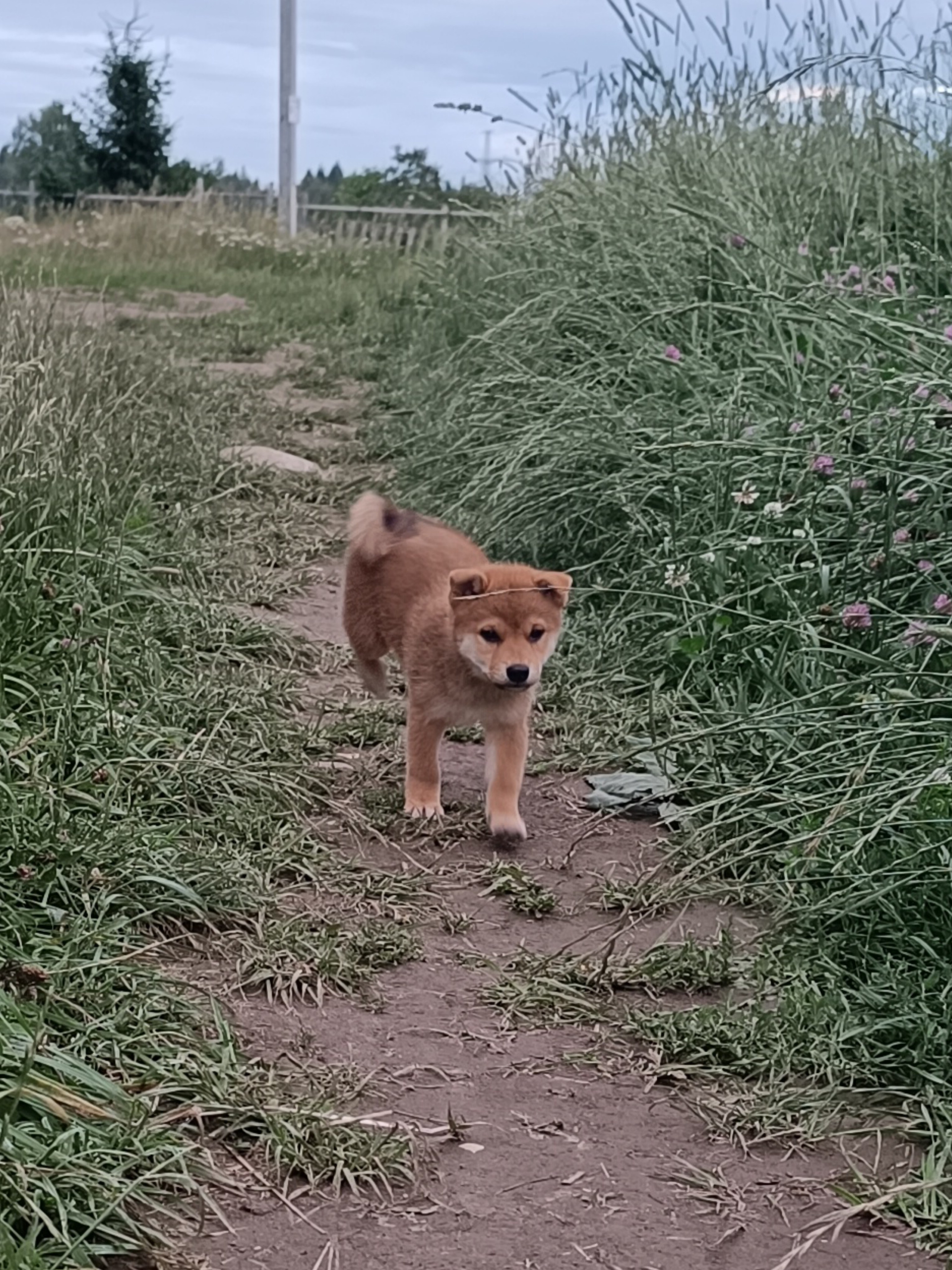 сиба питомник Рубилайт щенки на продажу rubylight  сиба щенки купить СПб Санкт-Петербург 