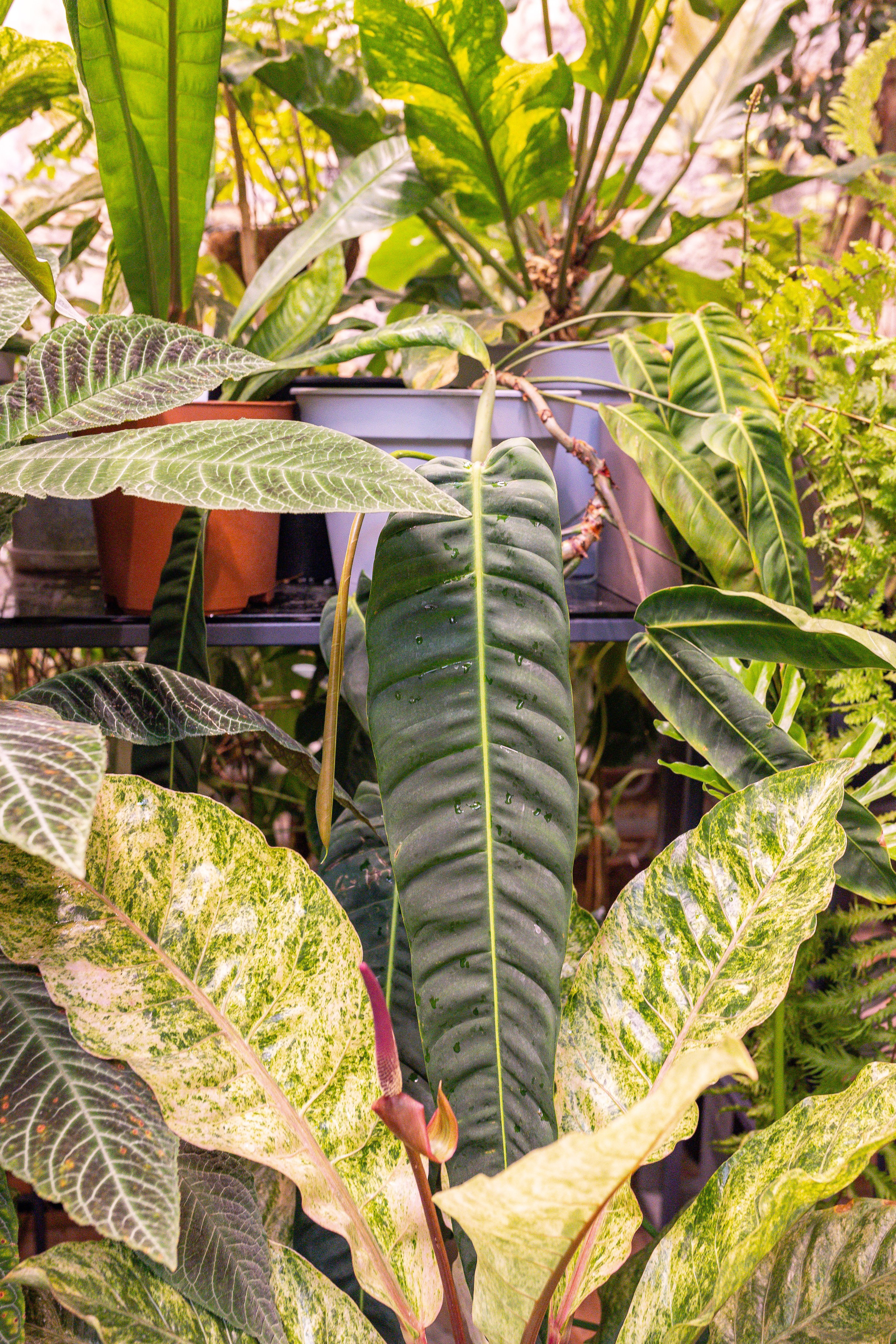 Green rare июнь 2025. Александра Куликова фотограф, Москва