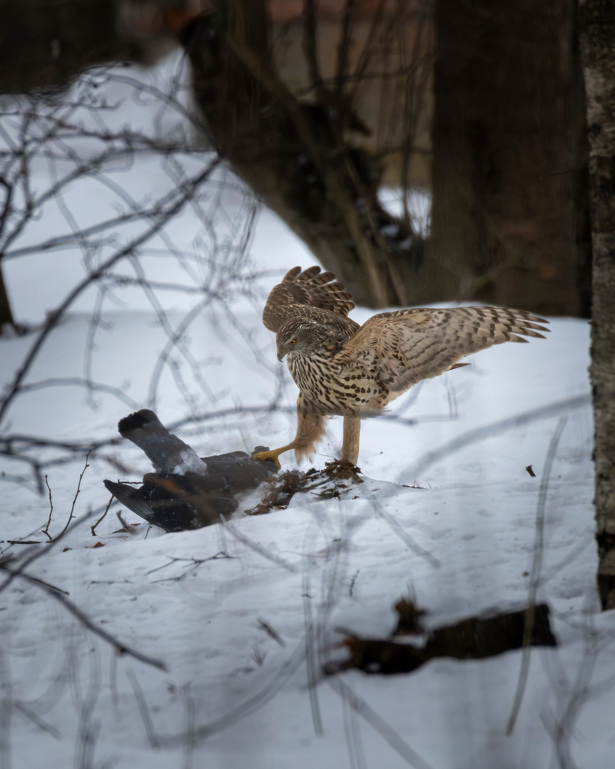 Голубю не повезло он стал едой ястреба тетеревятника