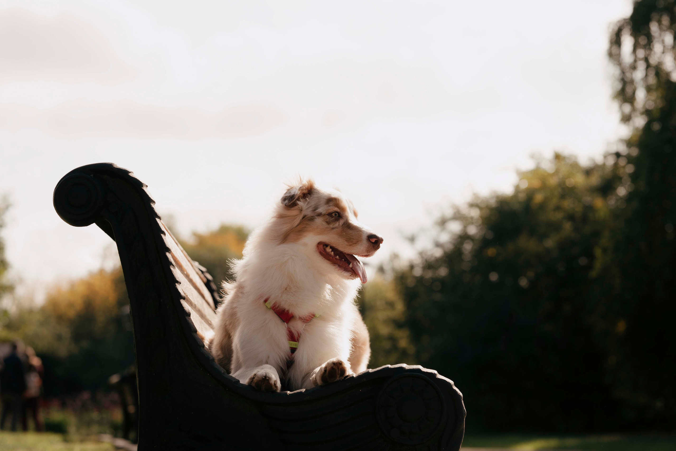Дженни. Фотограф- анималист Александра Матвеева