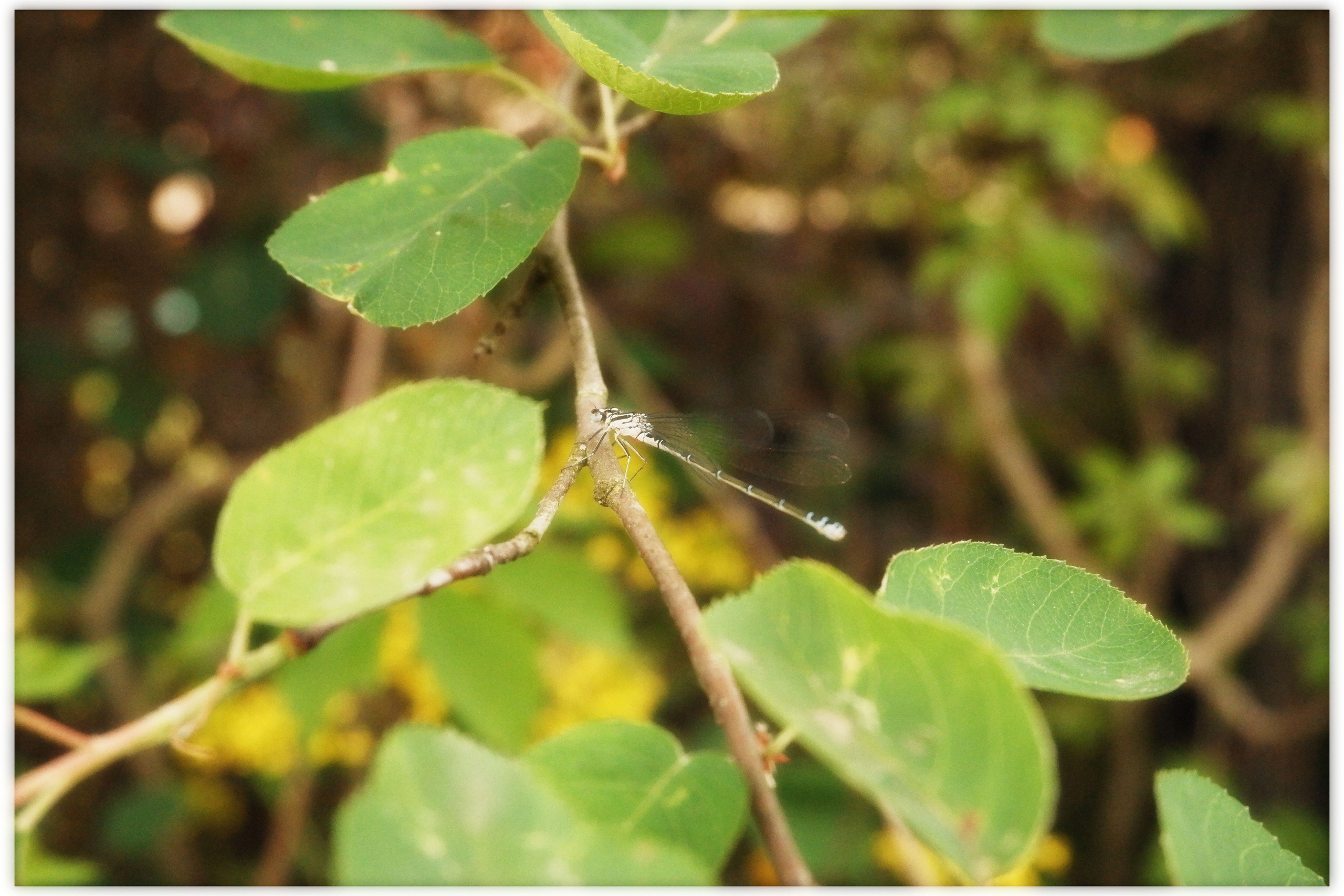 KALUGA. ANNA — PHOTOGRAPHER