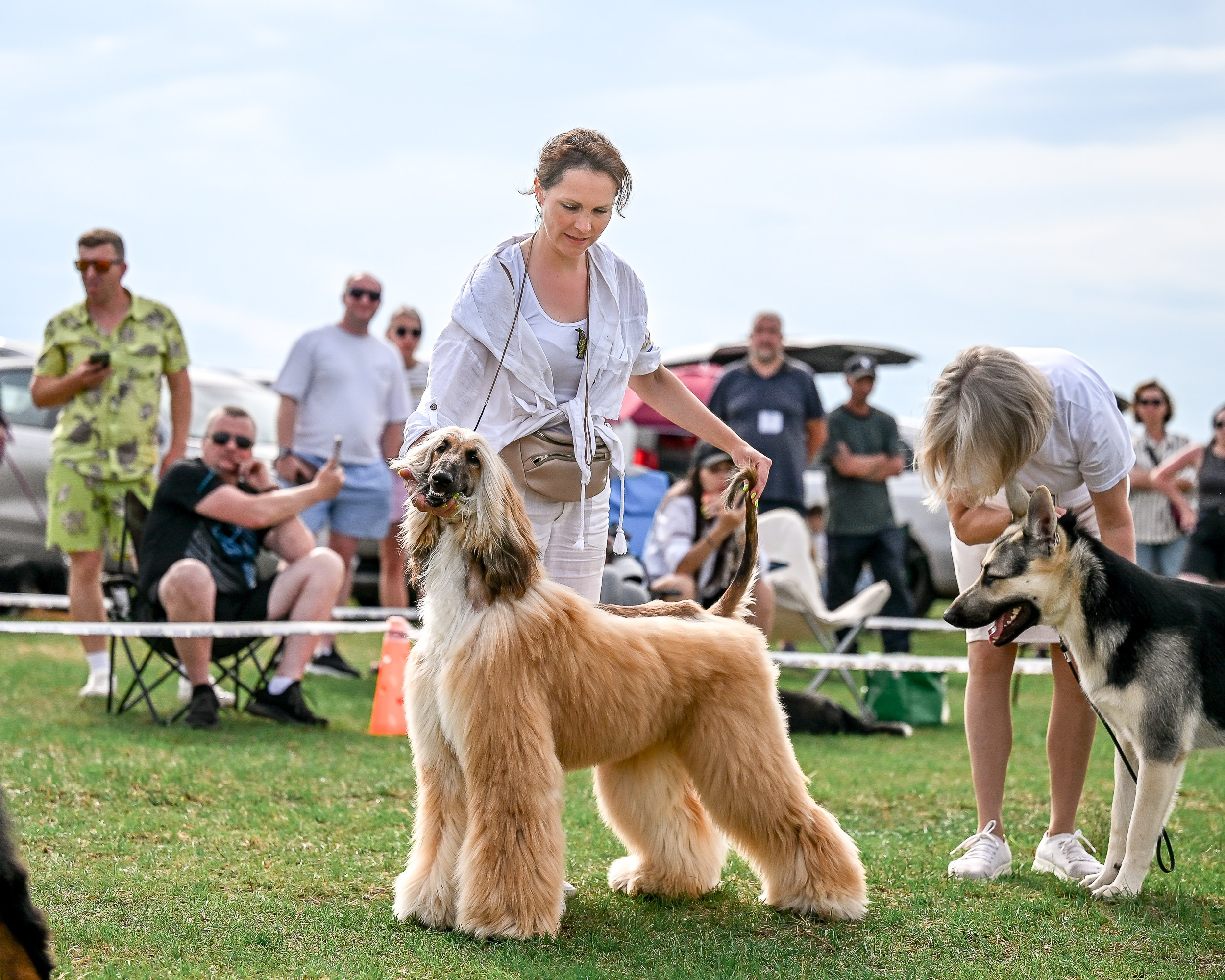 Республиканская выставка собак всех пород. Галерея фотографий афганской борзой
