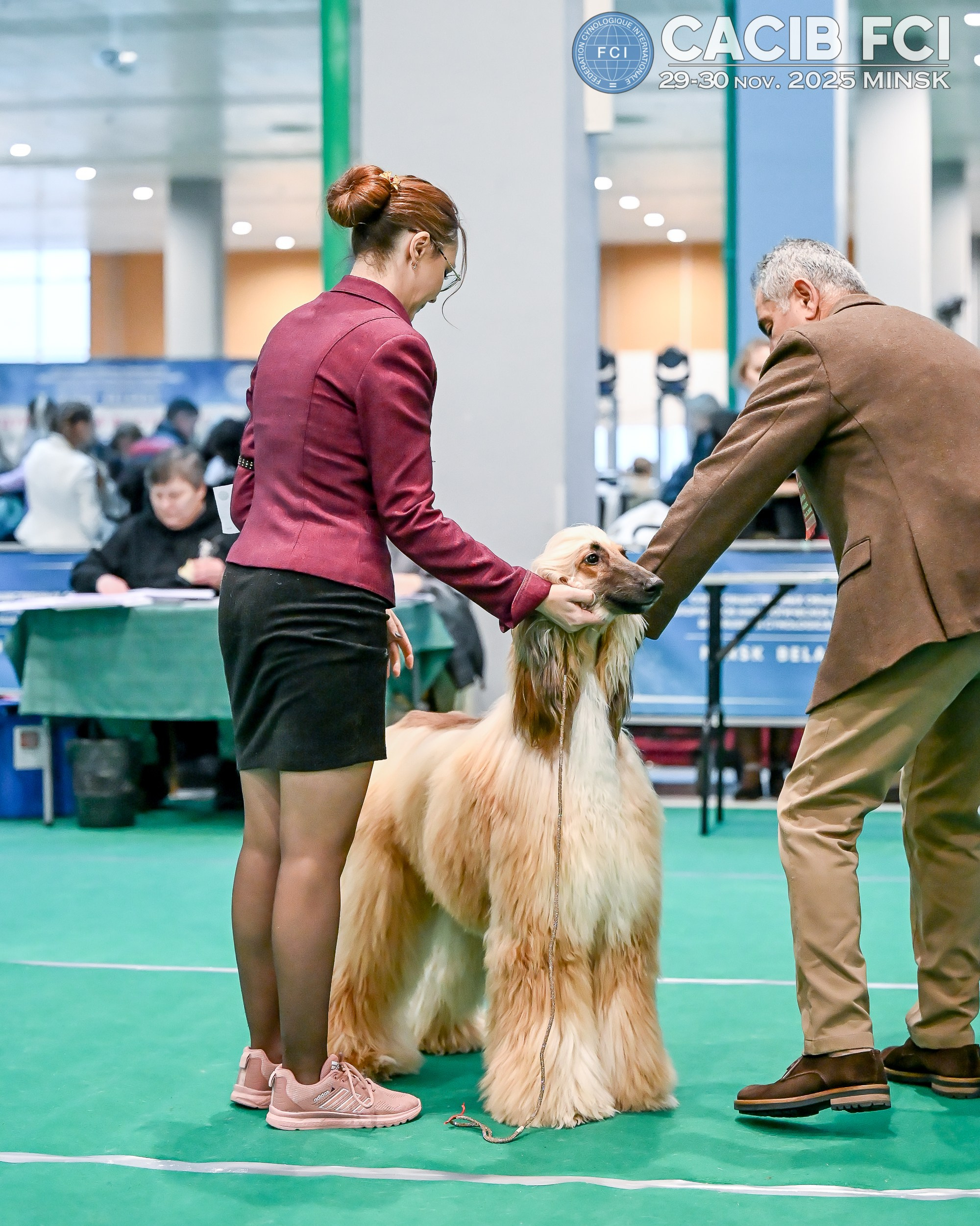 Международная выставка собак СACIB FCI 29-30.11.2025. Галерея фотографий афганской борзой