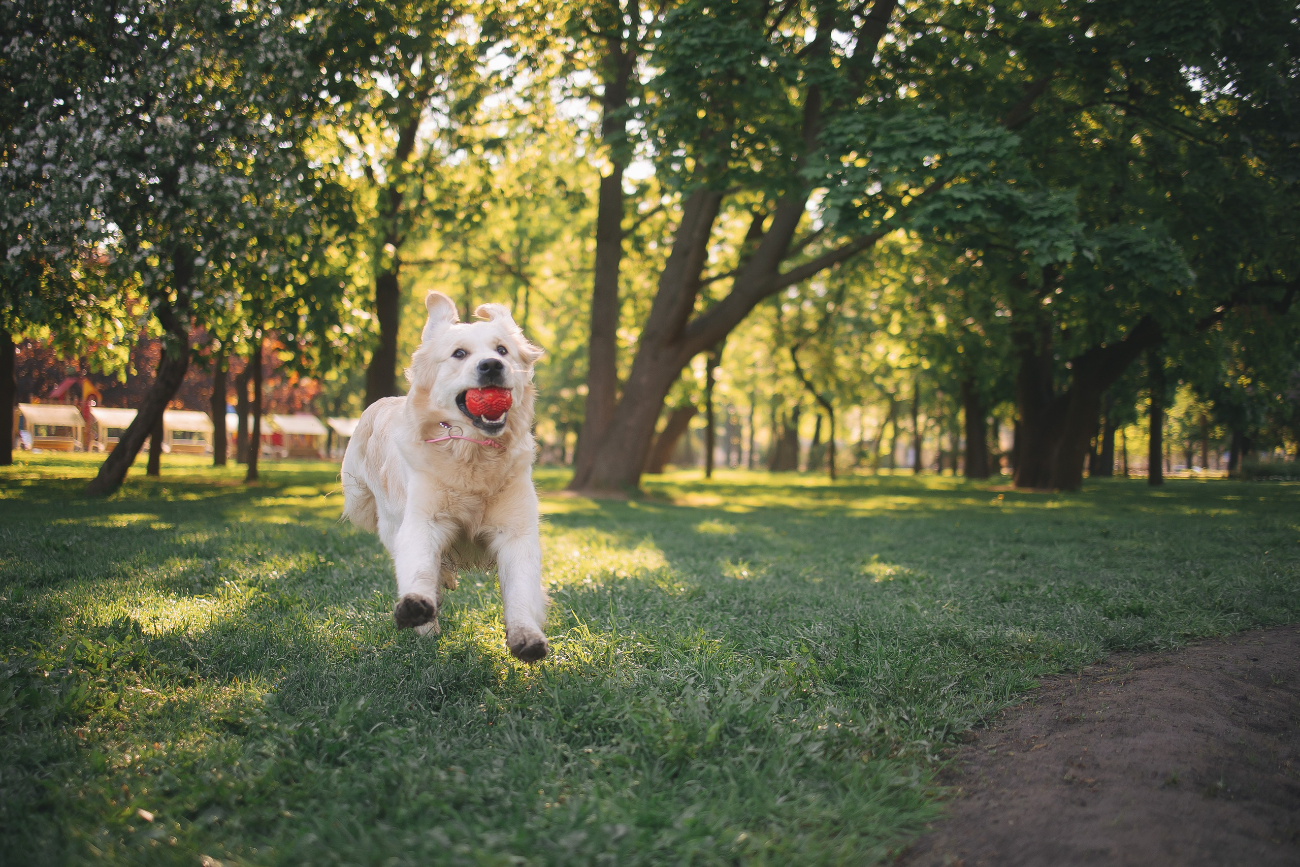 Золотистый ретривер Мона, Питер. Свадебный и женский фотограф