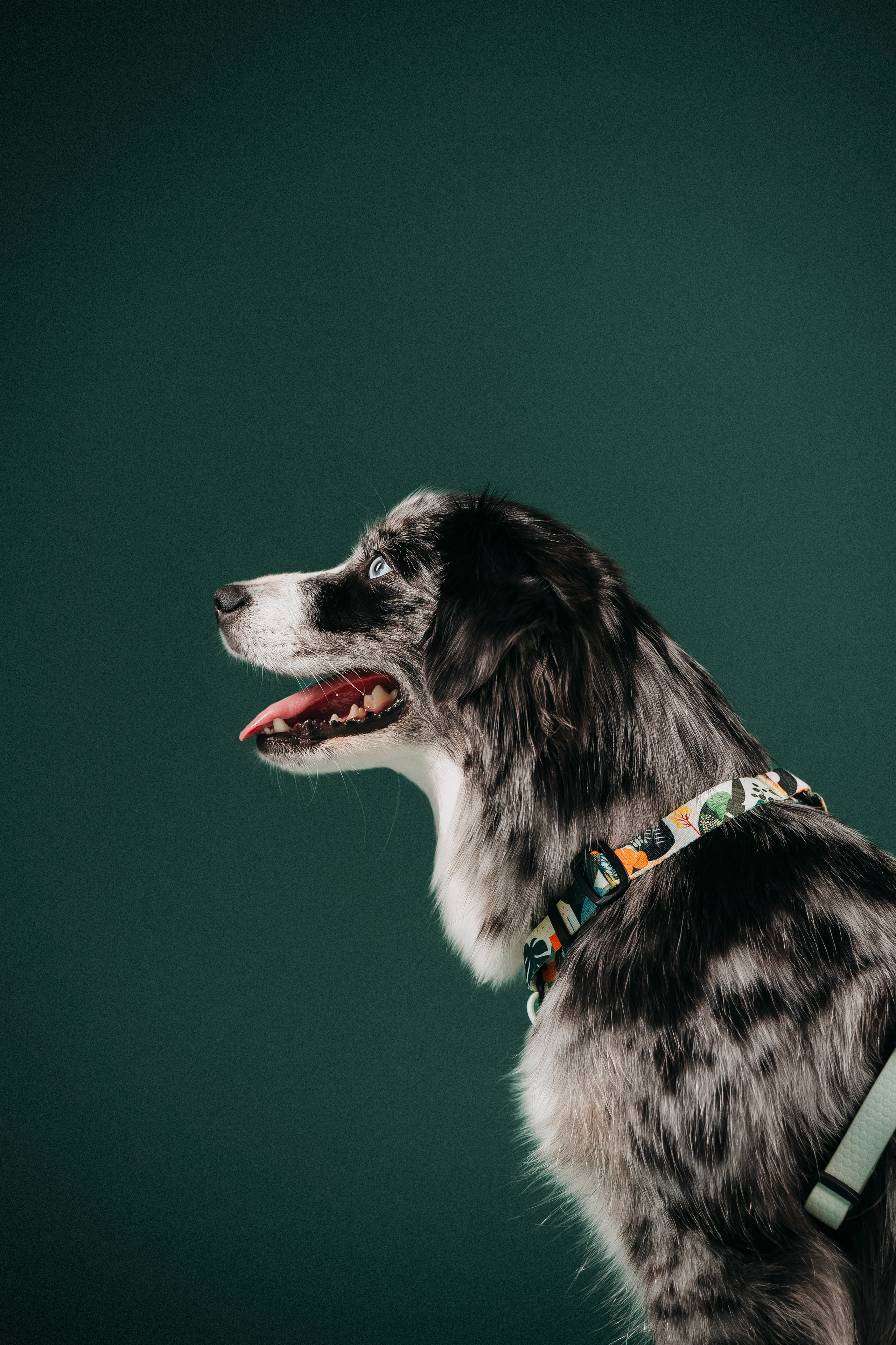 B&F. Амуниция. Семейный фотограф анималист Ананьева Мария — Москва