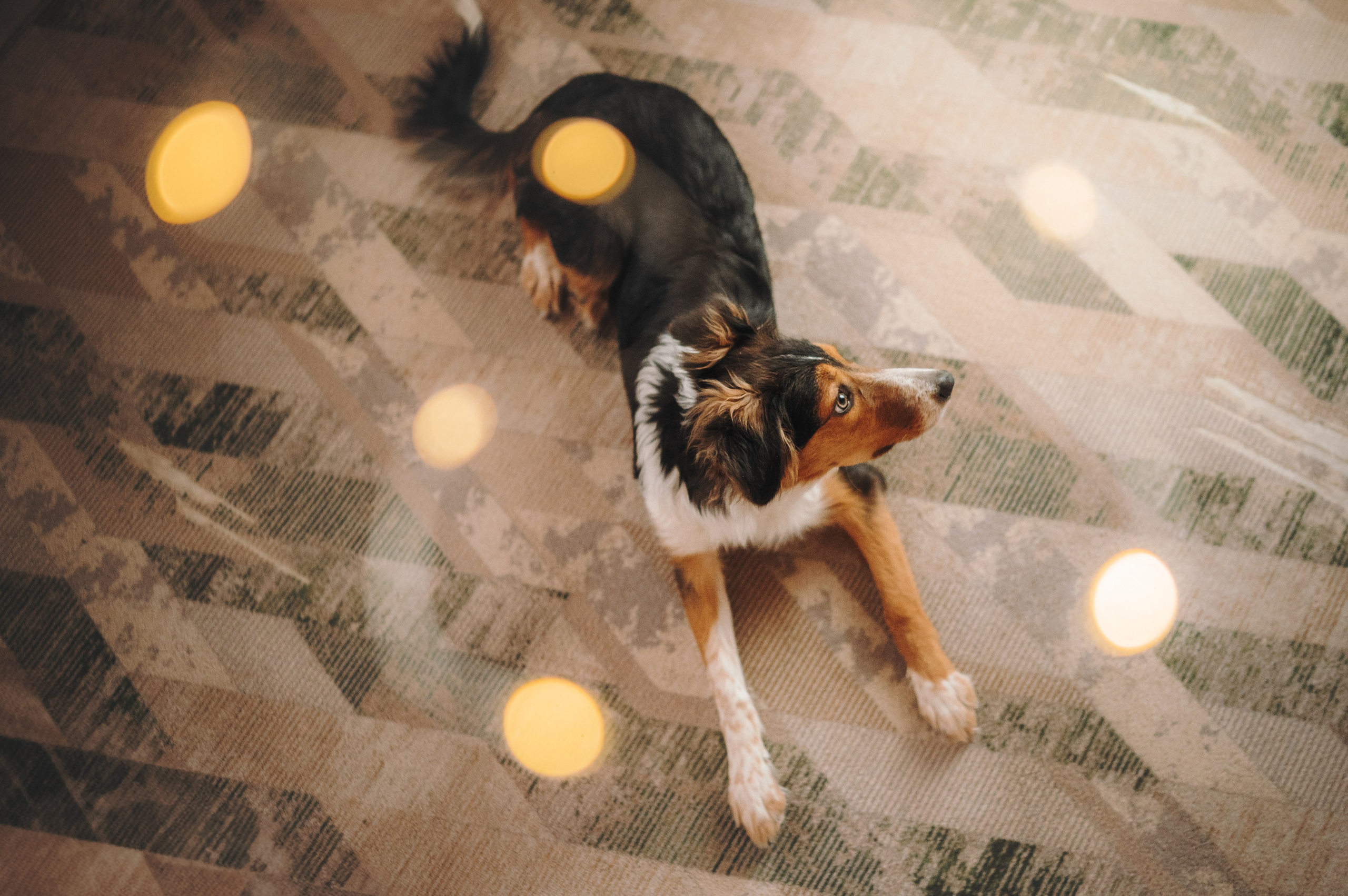 Саша, Эсприт и Флик. Семейный фотограф анималист Ананьева Мария — Москва