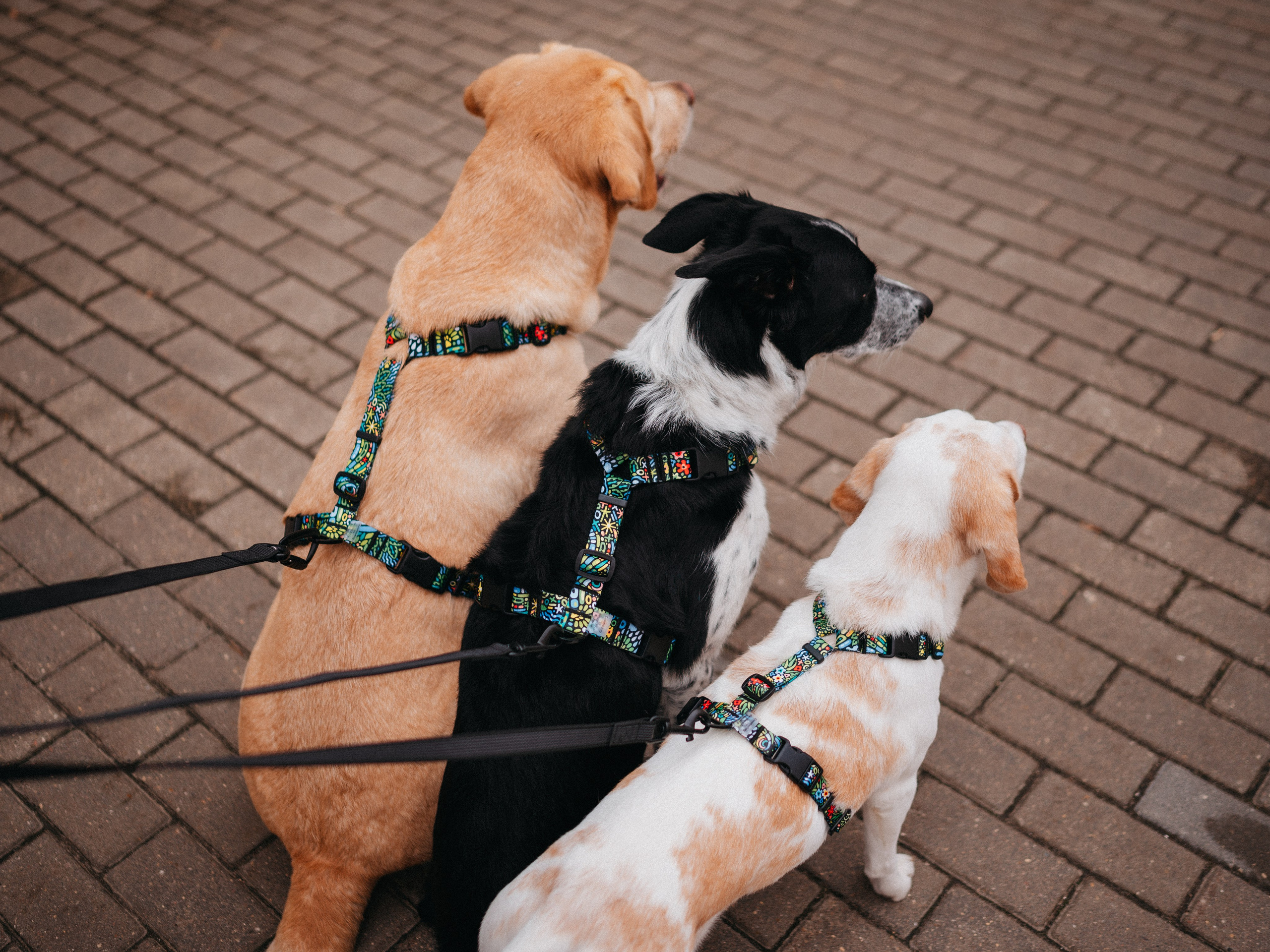 Cosmodog. Амуниция. Семейный фотограф анималист Ананьева Мария — Москва