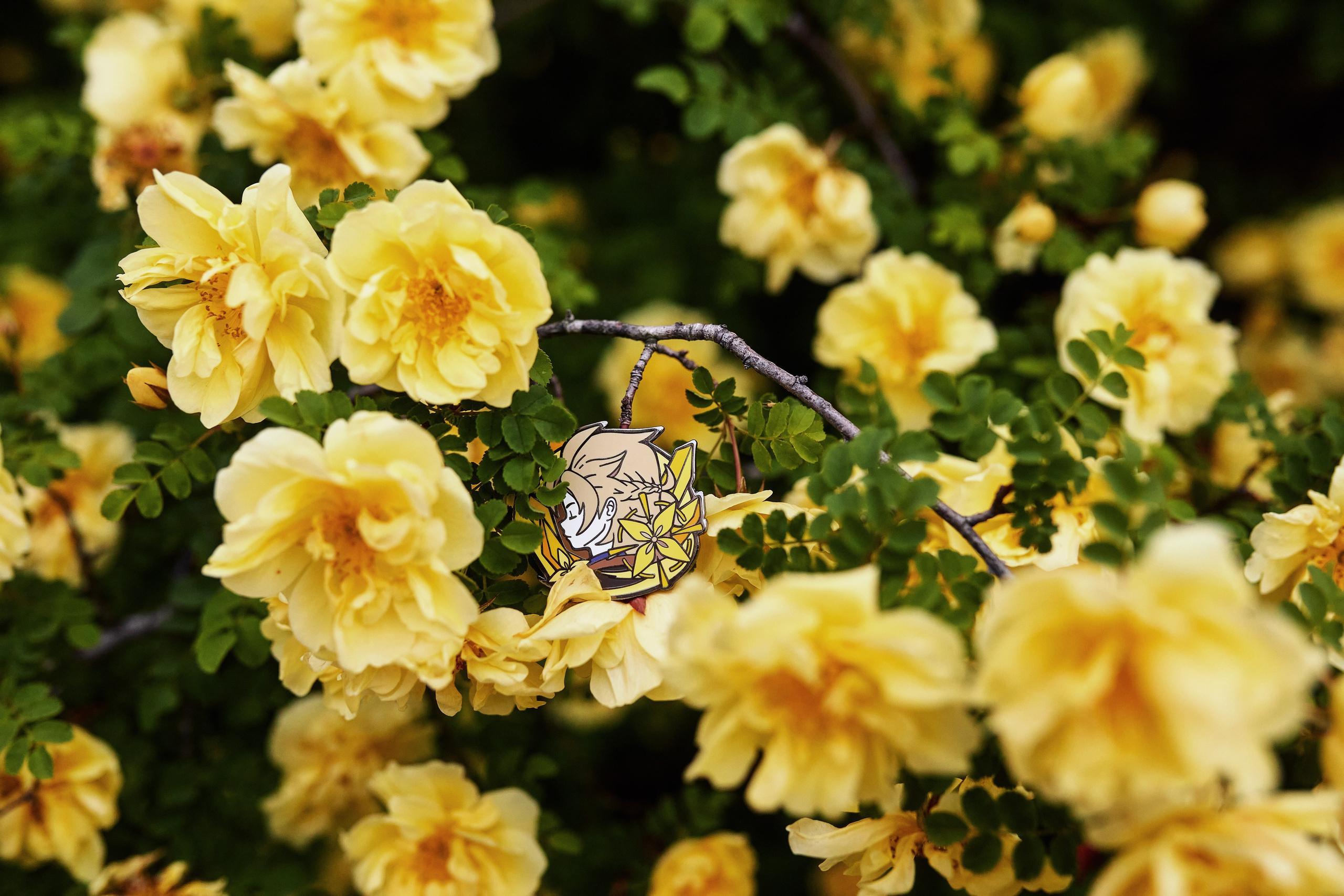 Красивый снимок со значком (с персонажем) Альбедо из Genshin Impact на фоне насыщенных жёлтых весенних цветов