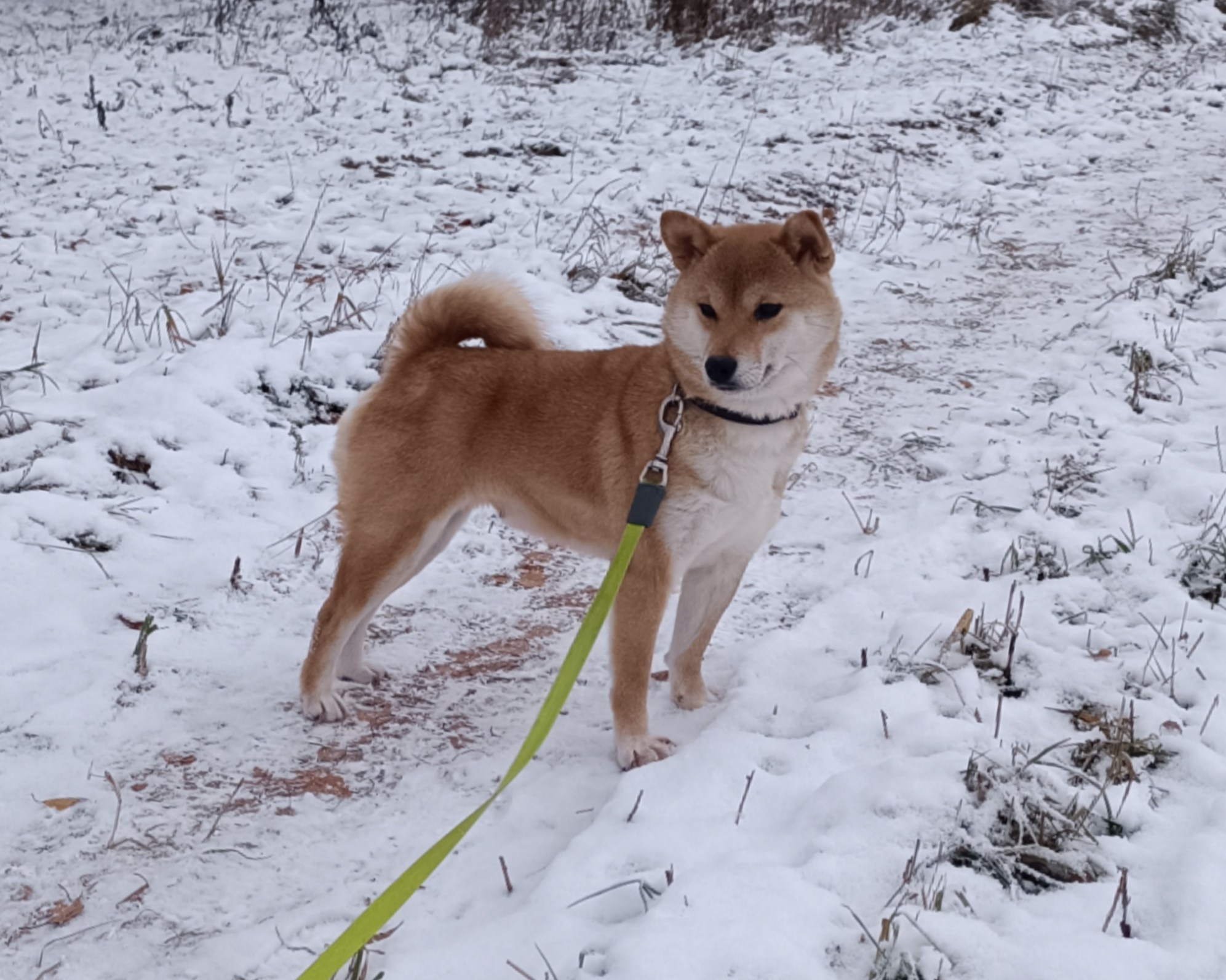 Питомник Рубилайт Сиба Эми* Exceligmos Zaffiro Verde 