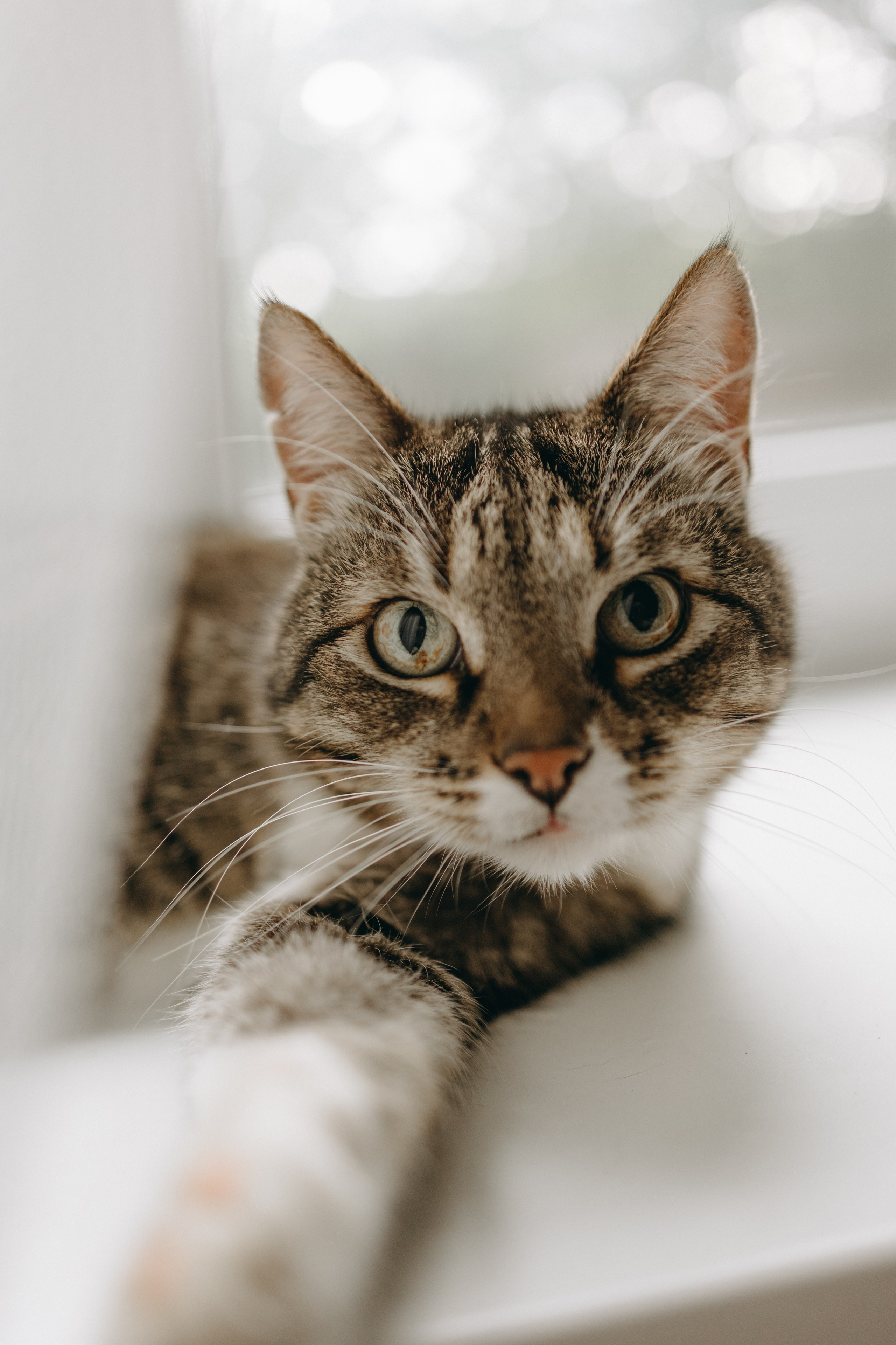 Софа и ее хвостики. Фотограф — Анималист | Санкт-Петербург