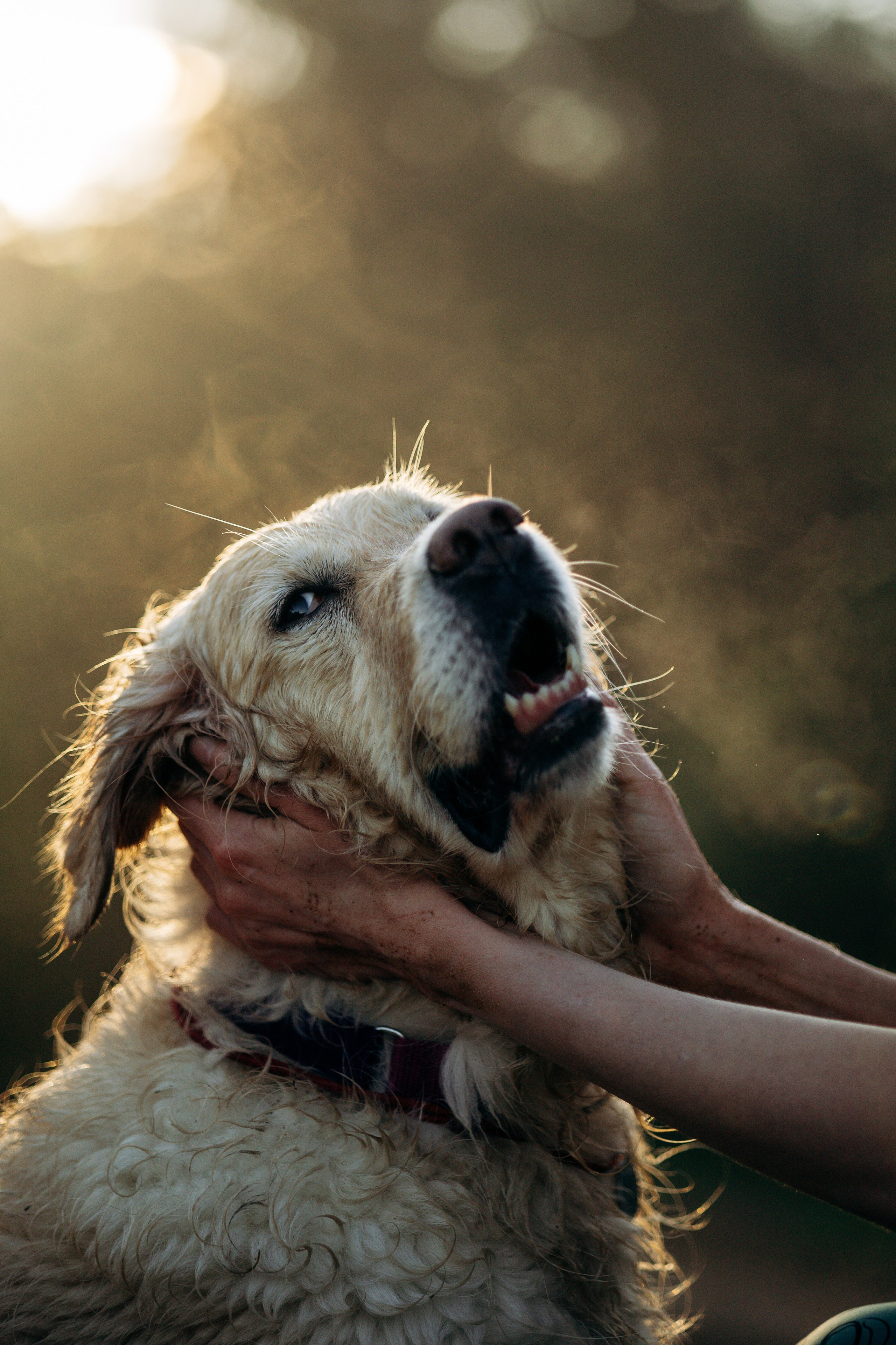 Юля и Руби. Фотограф — Анималист | Санкт-Петербург