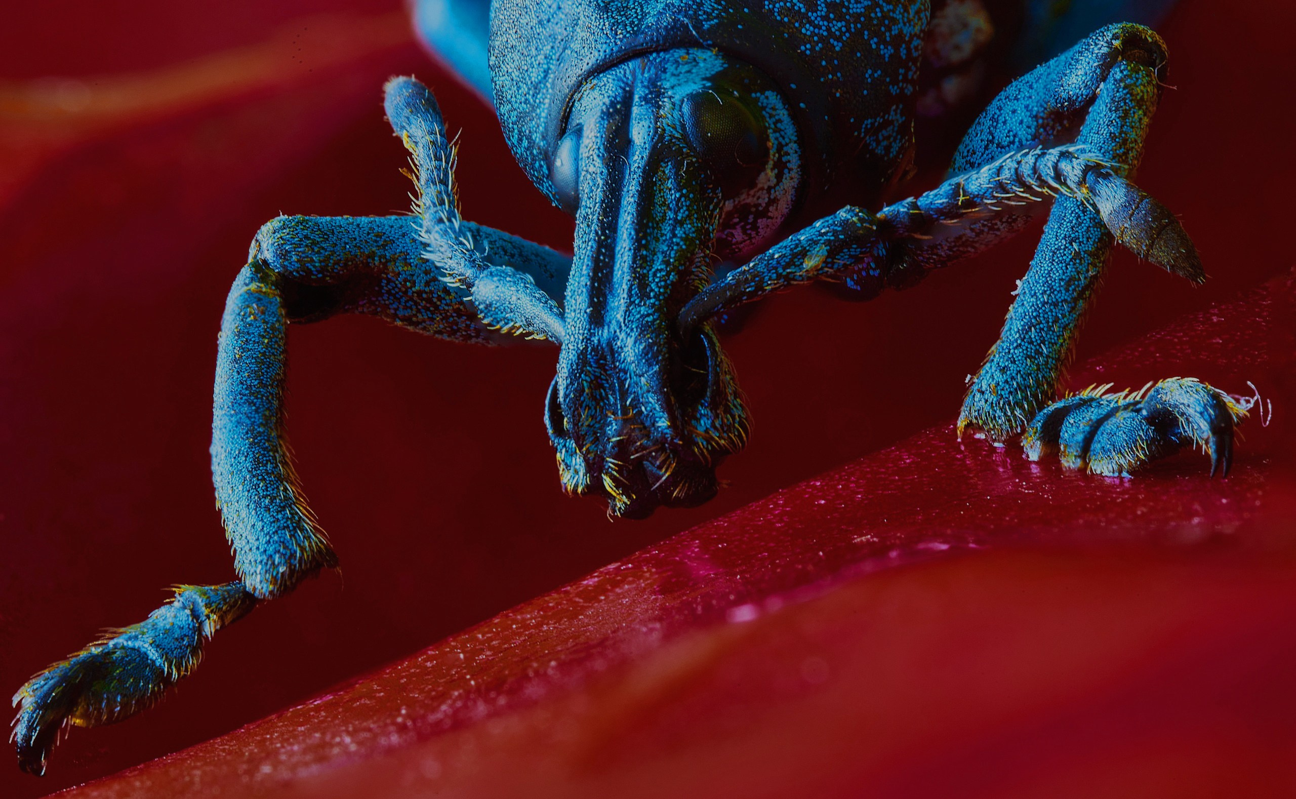 Международная онлайн-фотошкола Сергея Рожнова