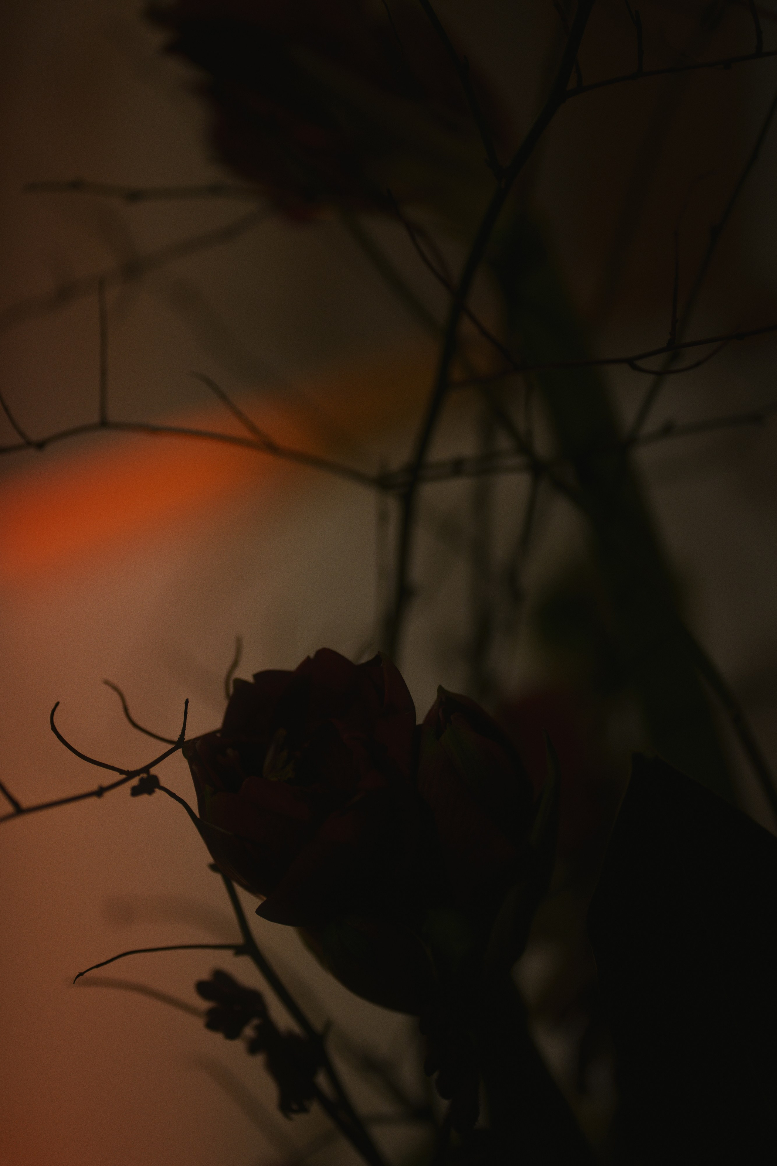 Ave bistro / opening. Фотограф Юрин Евгений