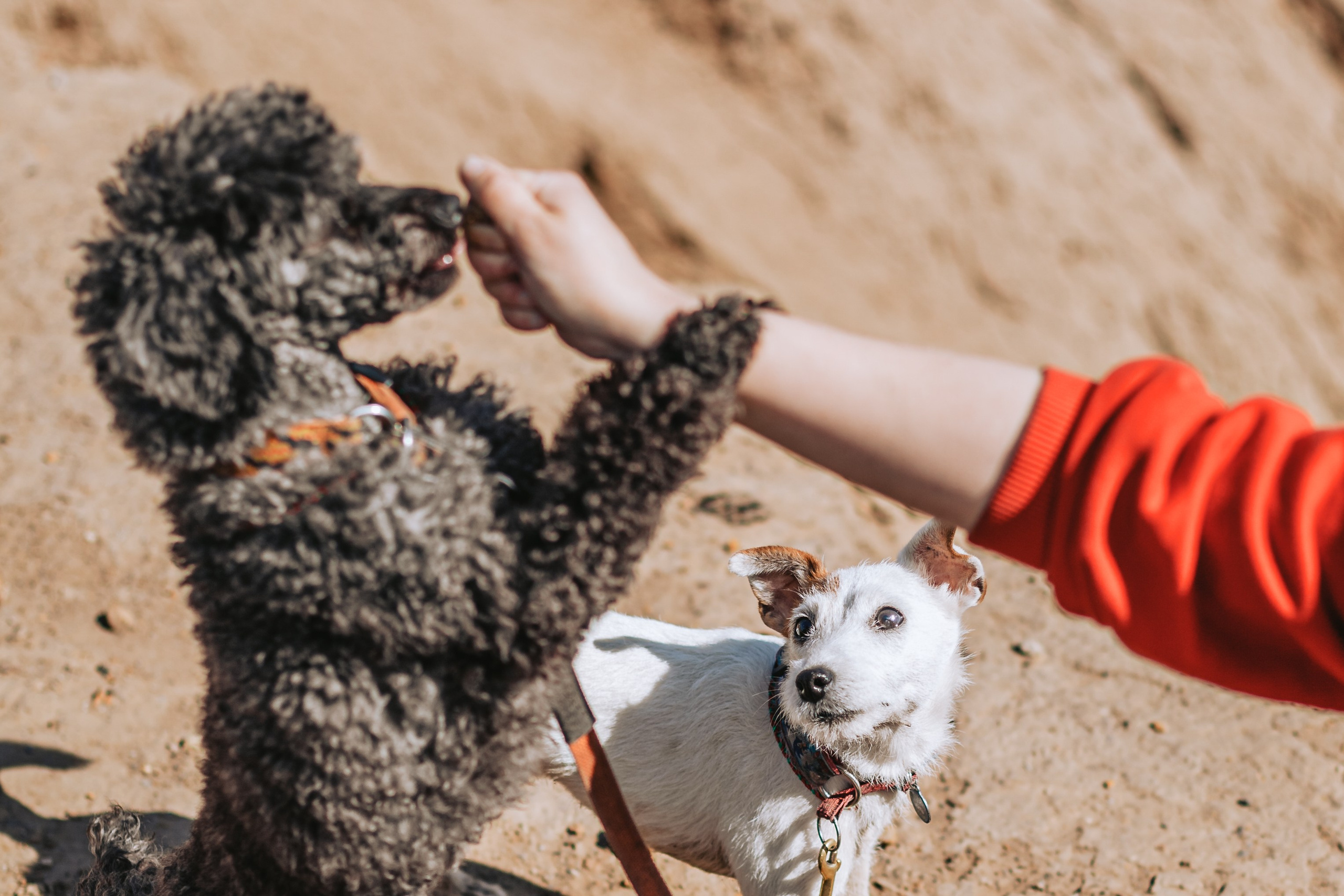 Кондуки. Фотограф-анималист Татьяна Степанова
