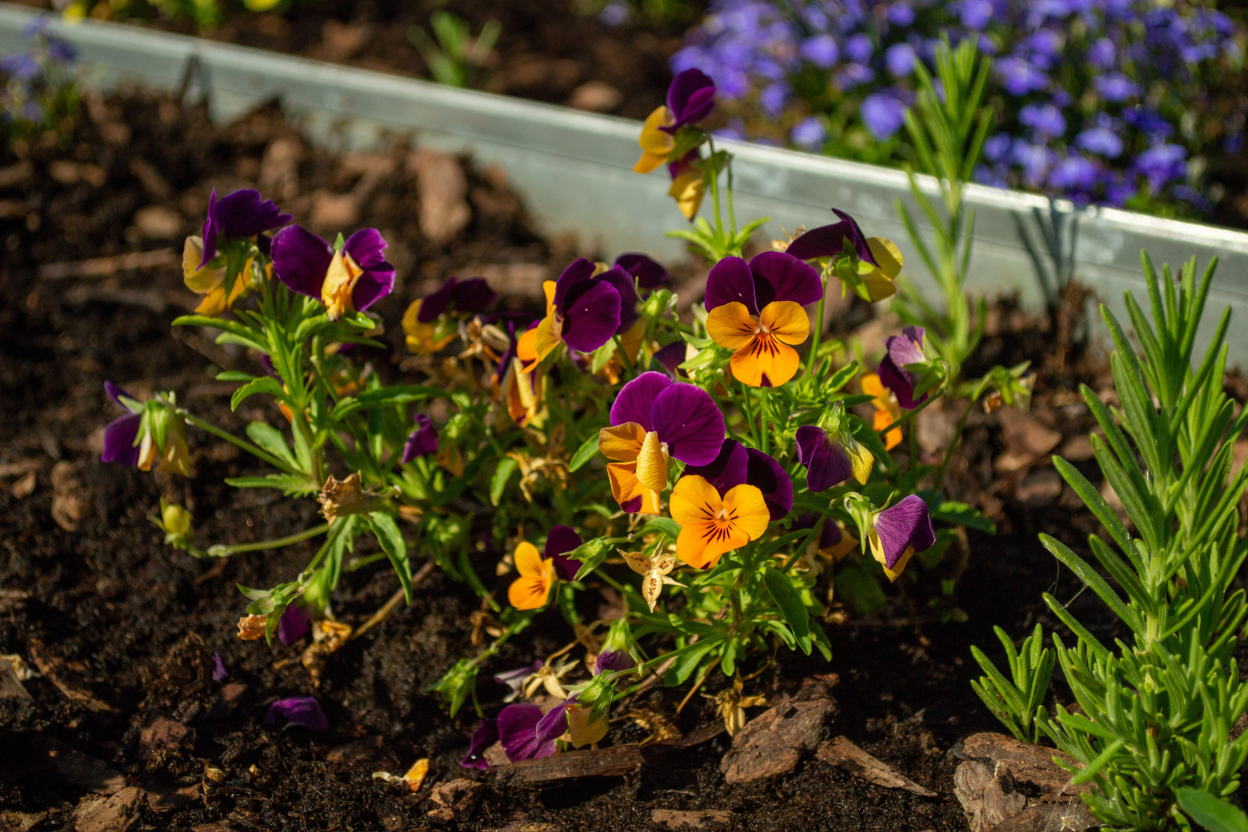 Тульская областная онкологическая больница (лето-цветы, NIKON D3100 35 мм F1,8)). Фотограф в Туле Крупский АнДРей. Фотостудия «КАДР71» в Туле