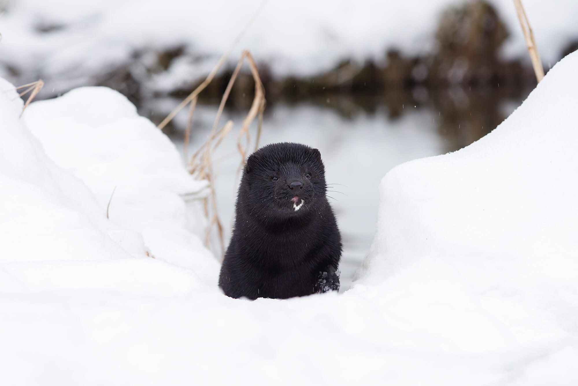 Американская норка. Фото дикой природы. Фотограф Игорь Зубков